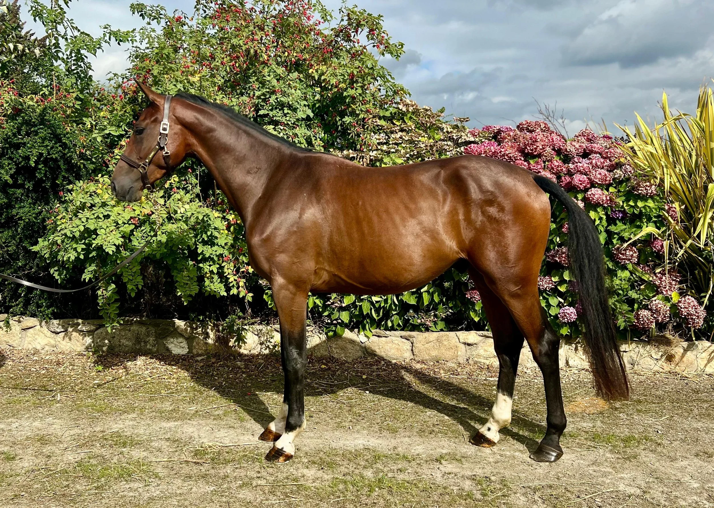 A brown horse with black mane and tail standing outdoors on a dirt path with a floral background, wearing a halter.