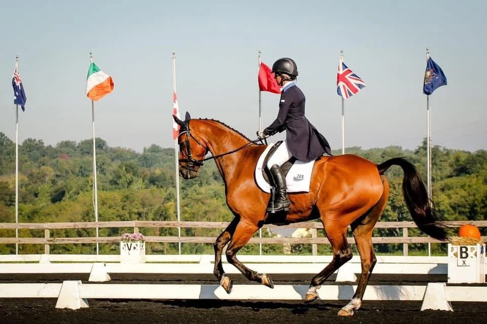 Equestrian rider in formal riding gear on a brown horse during a dressage competition, with national flags in the background.