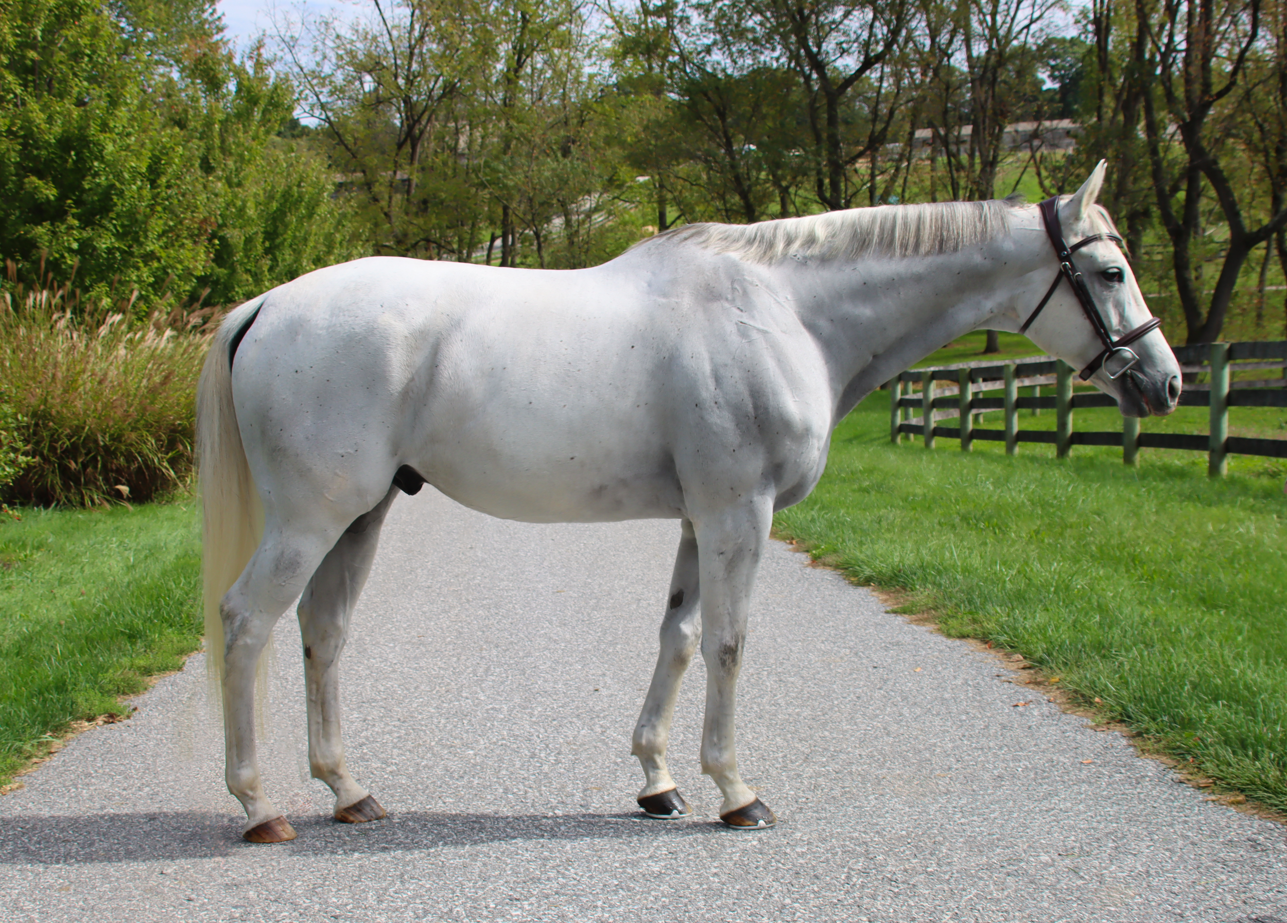 Grey horse Sold