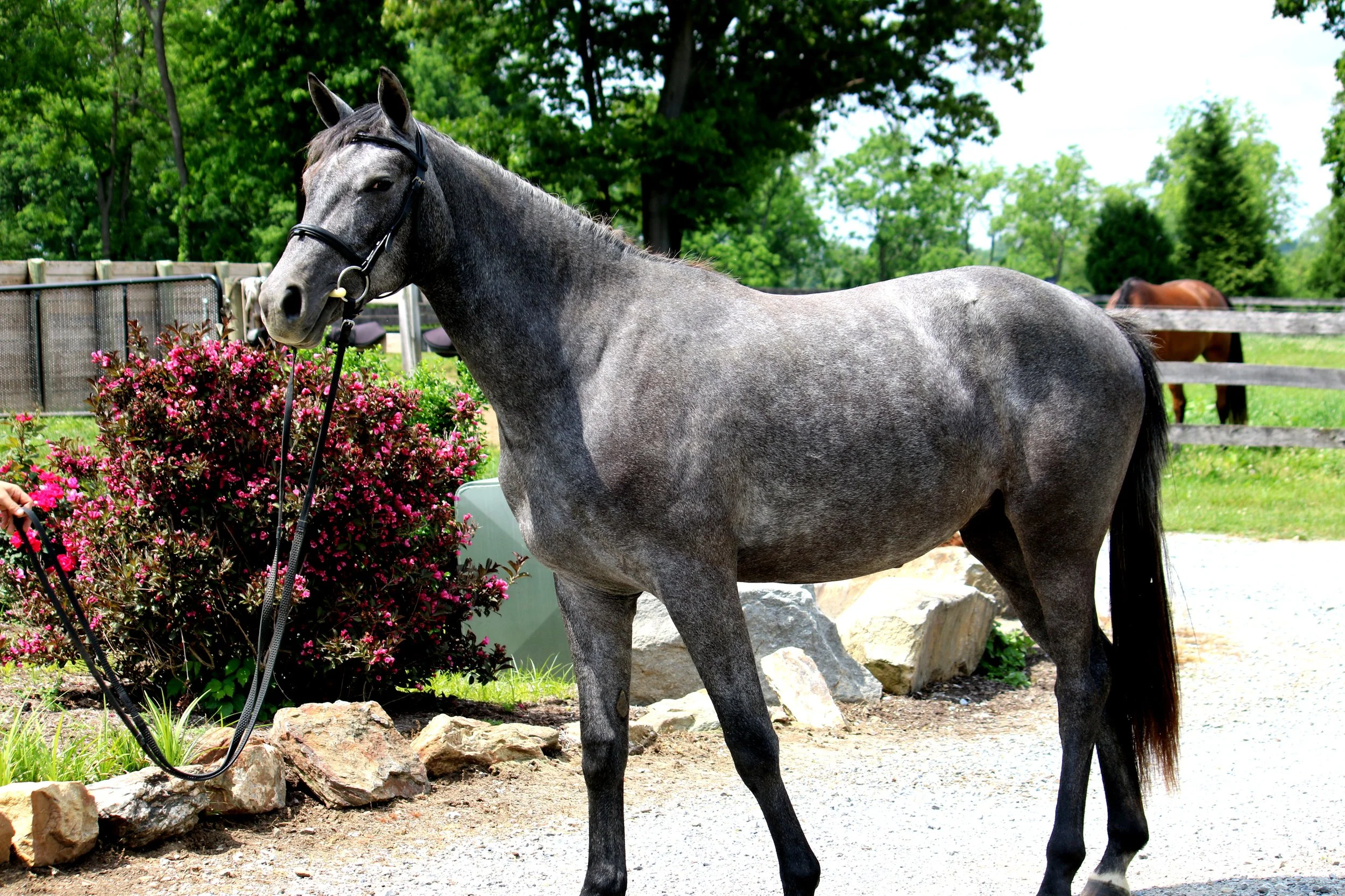 A gray horse standing on a gravel path in a green outdoor setting, with a person holding its reins on the left side and pink flowering bushes nearby. There are other horses and a wooden fence in the background.