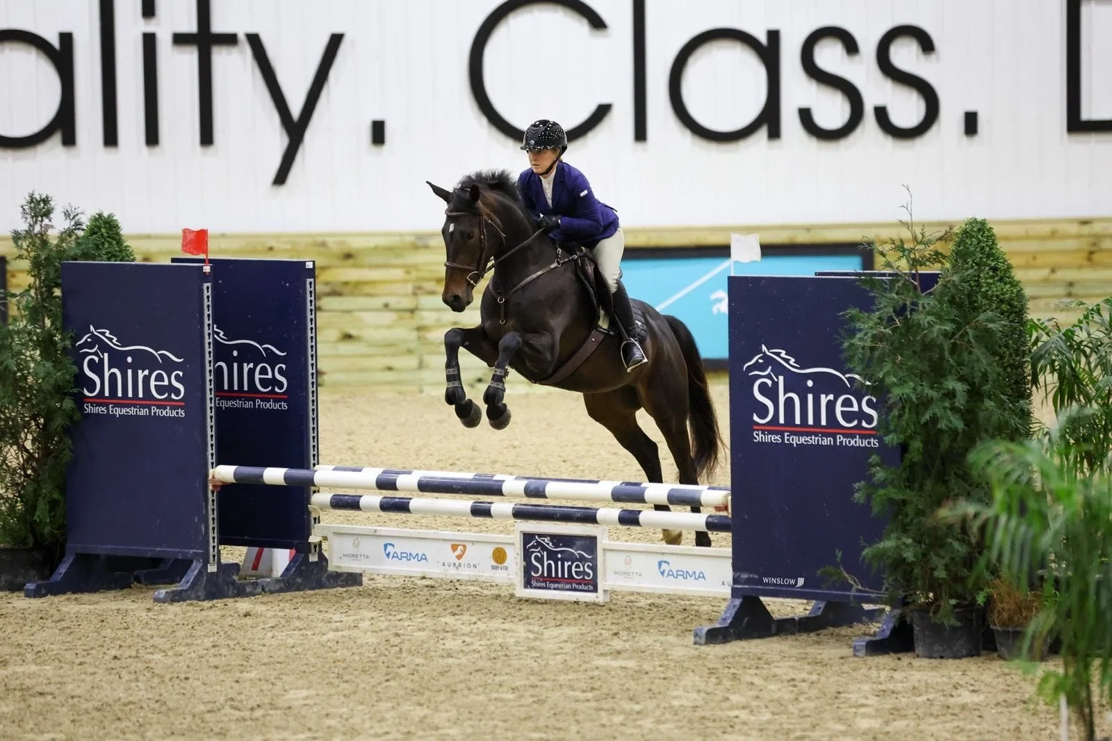 Bay horse jumping a fence at WEC Ohio
