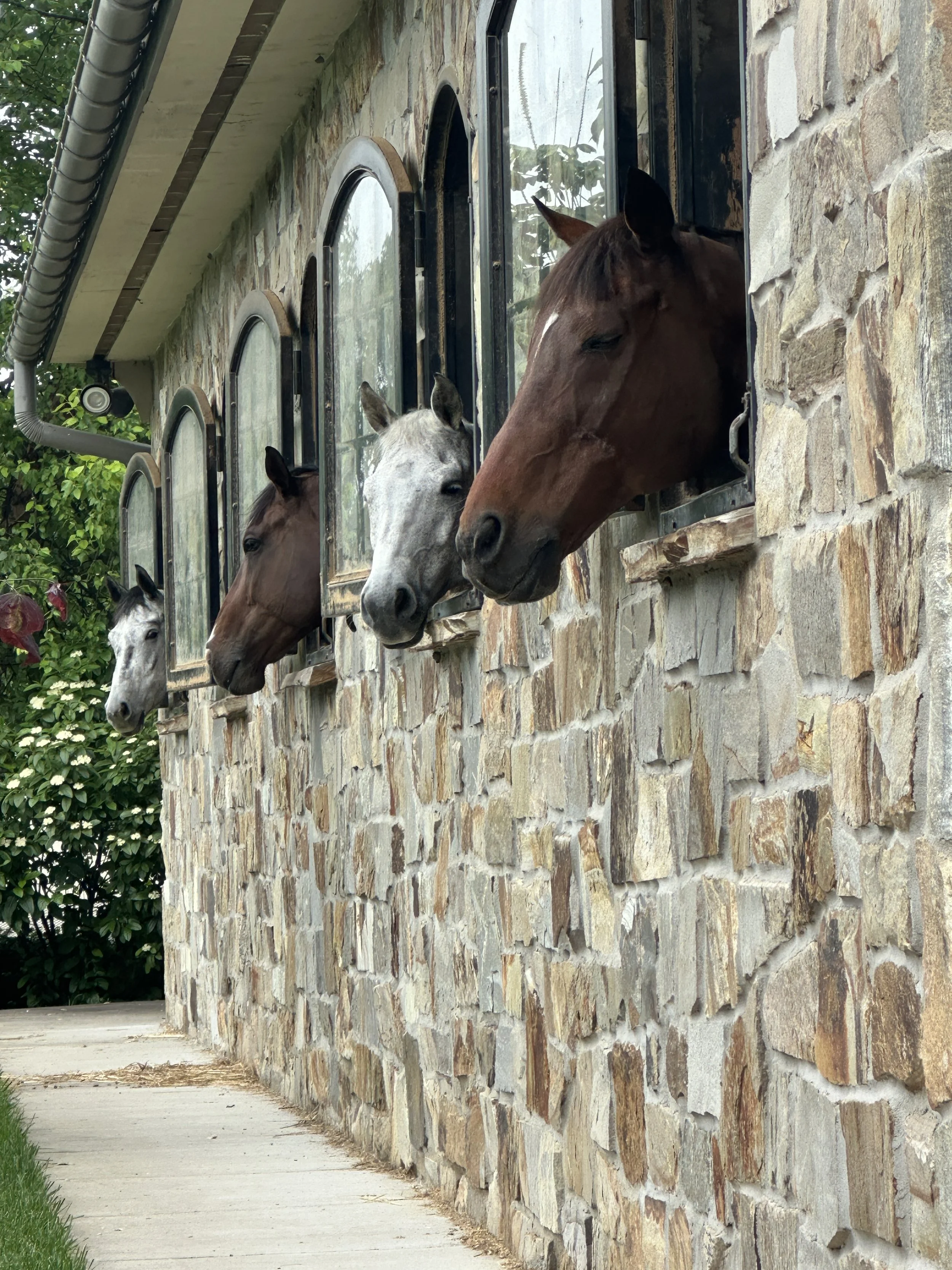 Four horses looking out of their stalls in a stone barn.