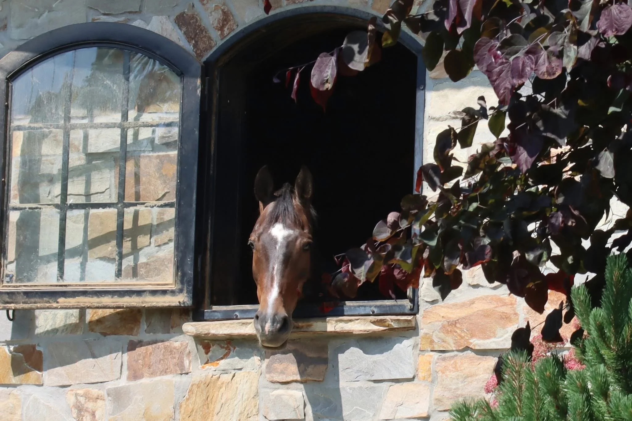 Horse enjoy their large windows and fresh air in this beautifully built stone barn.