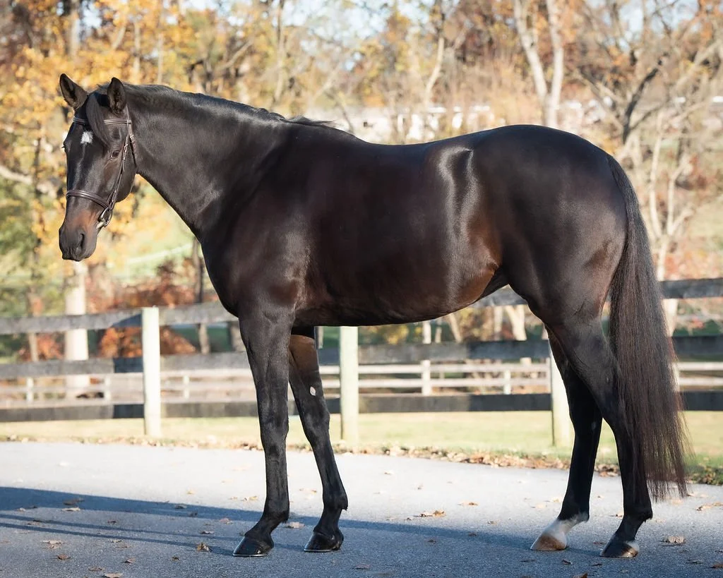 Looting 7yo Thoroughbred Gelding