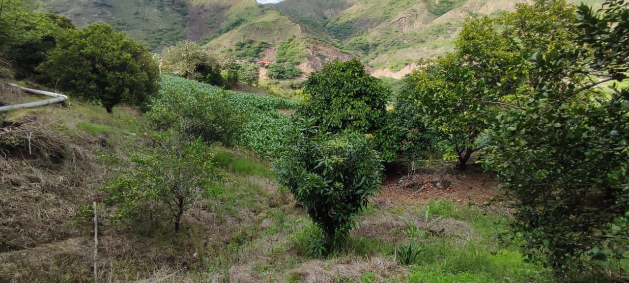 VENTA DE FINCA DE 11.561 m² EN EL BARRIO SAN MIGUEL/EL TAMBO/CATAMAYO