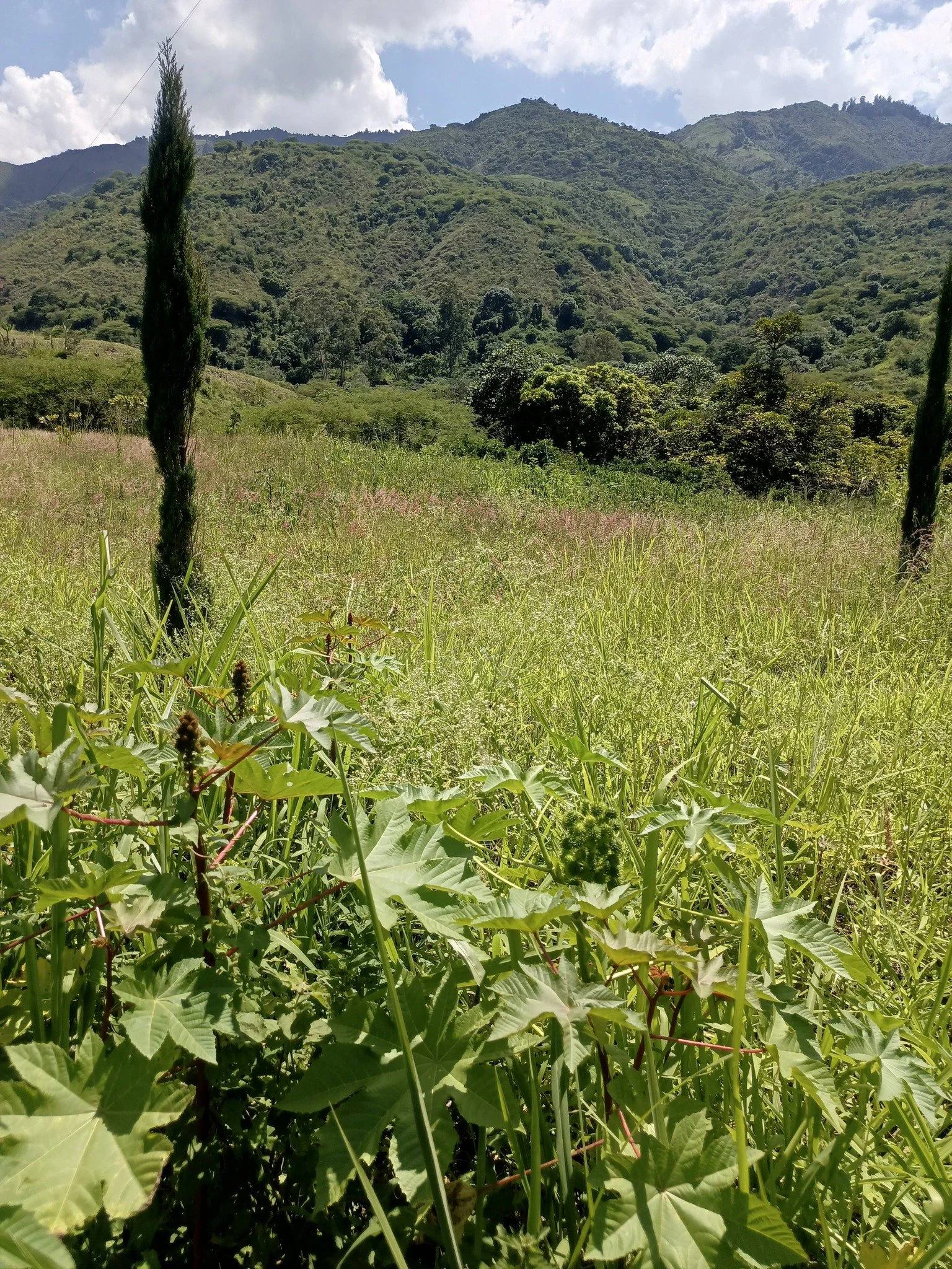VENTA DE FINCA EN EL TAMBO, SECTOR EL VERDUN -- CATAMAYO, publicado el 03-ENERO-2026