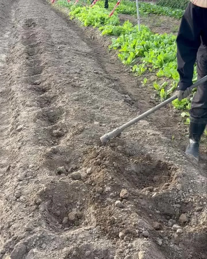 我們今天種下白玉蘿蔔，期待一月底可以收成，來歡迎冬令營的孩子們！

我們來看看幾天後會發芽？ #食農教育 #2026小學生冬令營 #農家#白玉蘿蔔