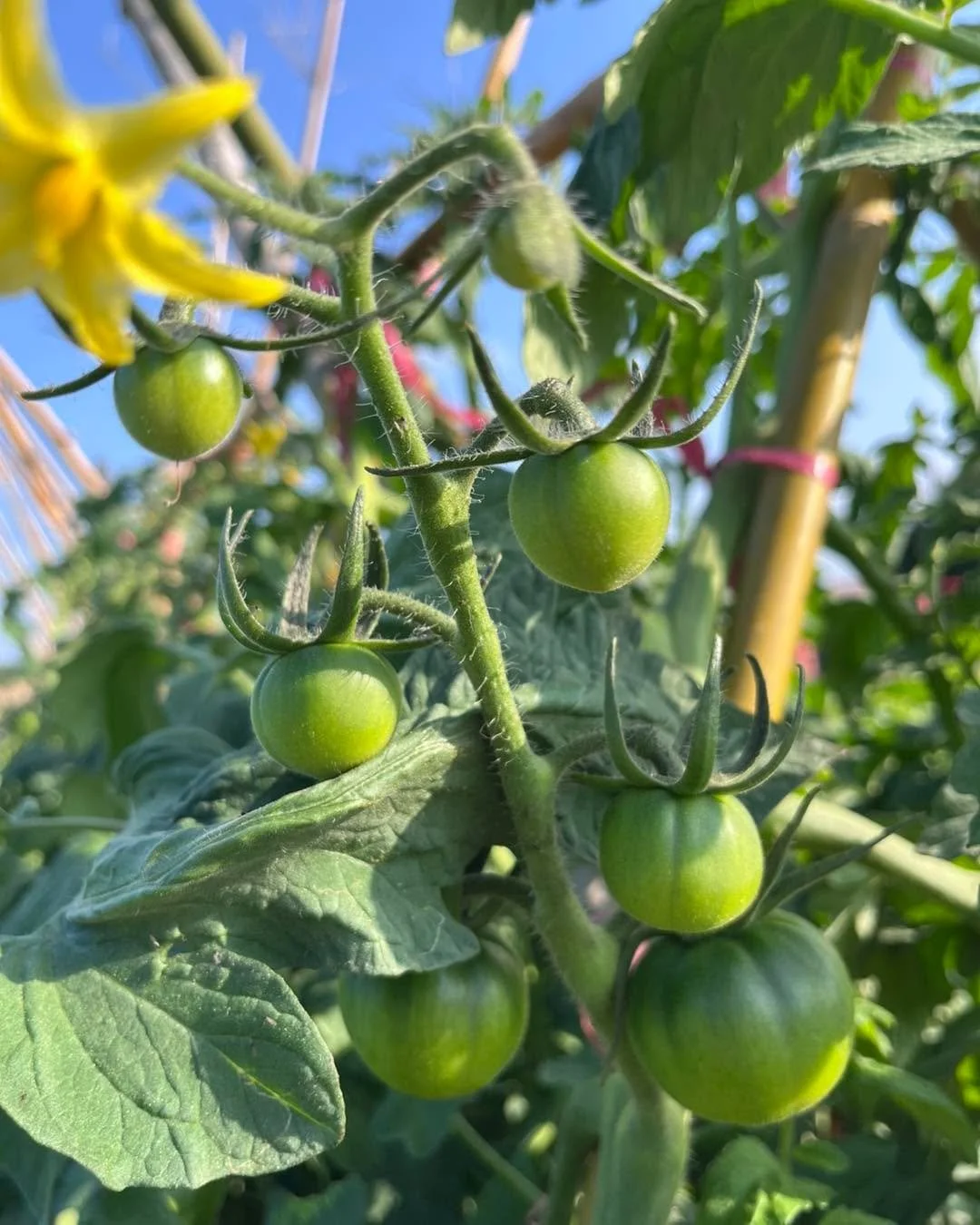 荔枝阿公的日常：黑柿大蕃茄來了，/引水灌溉，/採收綠寶石萵苣，辣椒，A菜，小白菜/整地預備種蕃薯葉

 #食農教育 #農家 #灌溉 #植物 #冬令營