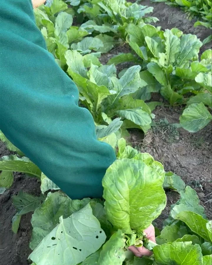 媽媽拔起我們種的第一顆白蘿蔔，迫不及待變成晚餐的蘿蔔湯！ #食農教育 #食農教育 #冬令營 #白玉蘿蔔