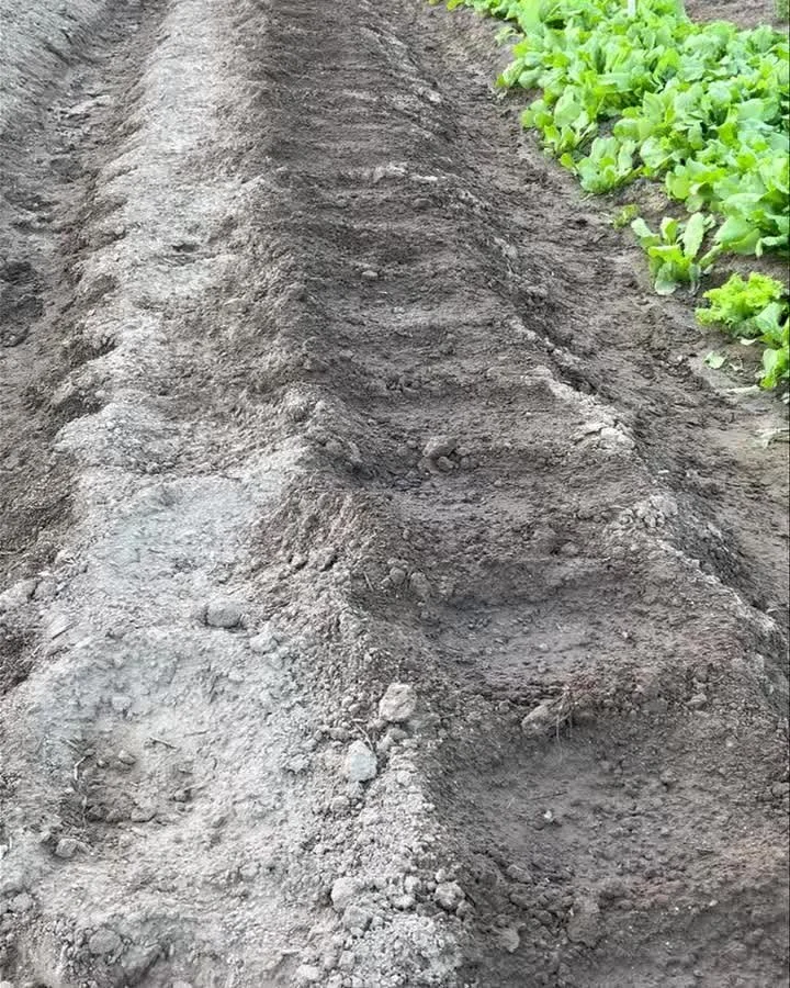 農田裡的得與失
第二輪種的白蘿蔔已經發芽了
吃到第一條收成的櫛瓜