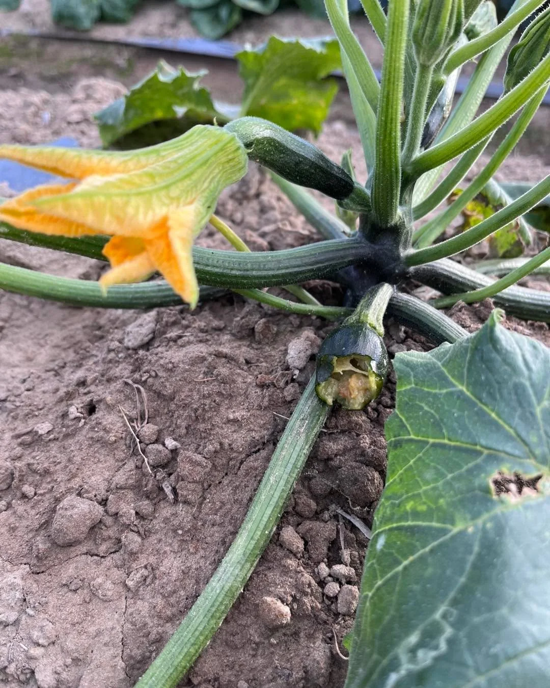 農田裡的得與失！
第二條未成熟就爛掉的櫛瓜
補種的木瓜也奄奄一息
木瓜苗被黑蟲吃掉了