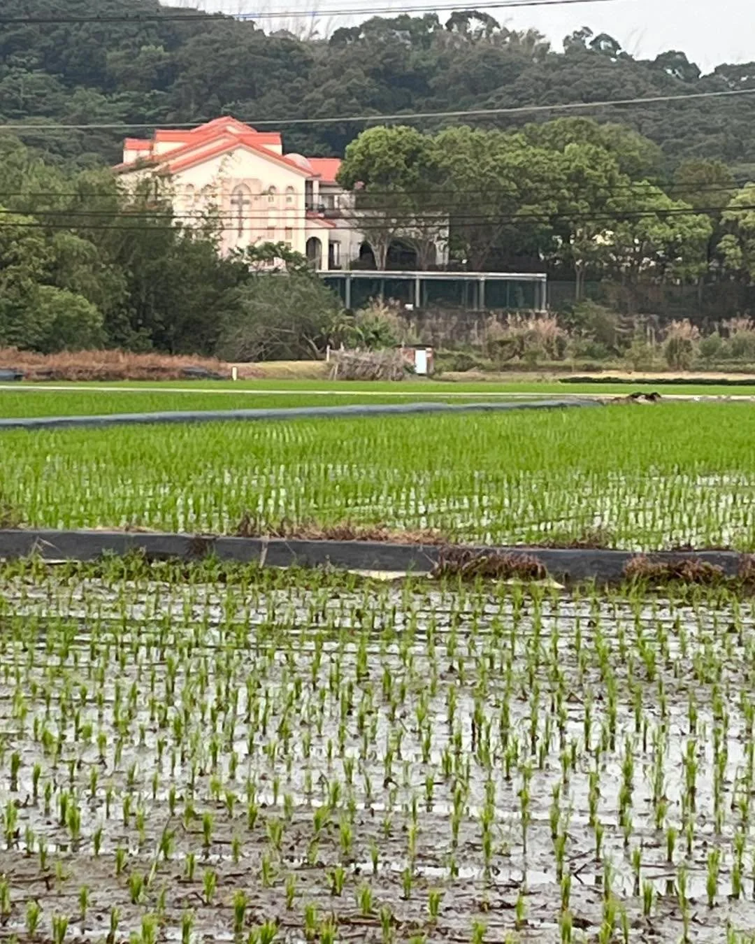 春耕和新芽，
照著大自然的時序節拍
那隻看不見指揮的手！