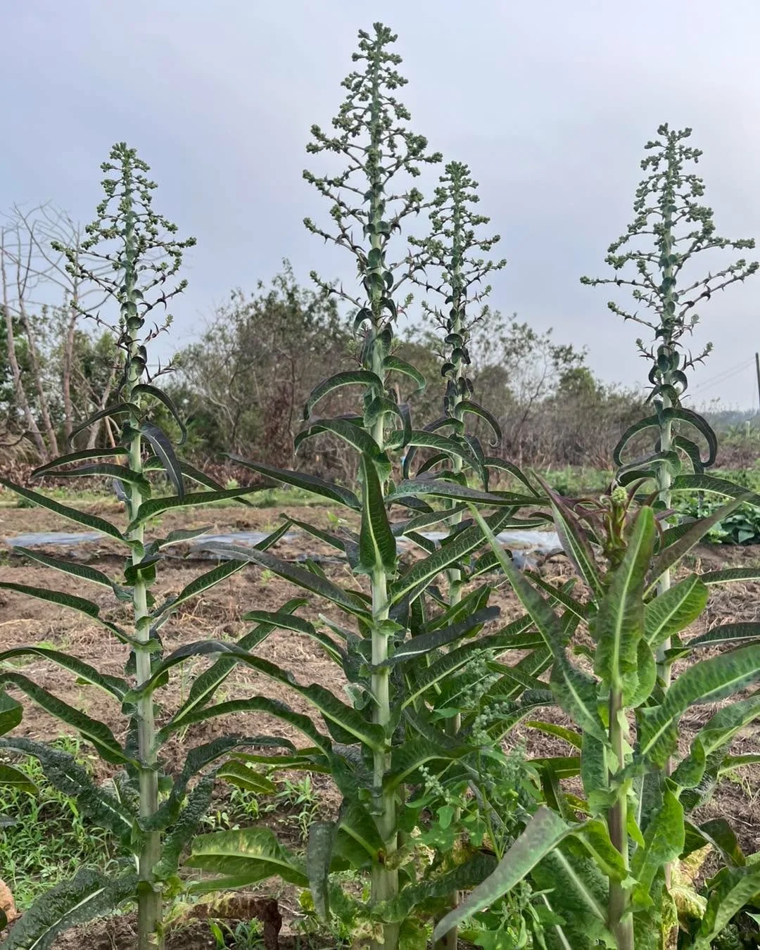 看到色彩鮮明，造型多變的萵苣家族，如果能像畫家一樣，把這感動放大掘深，對食物的連結又多了一個管道！ #食農教育 #夏令營 #高麗菜 #萵苣