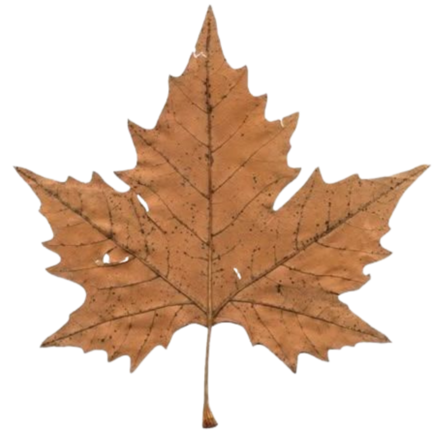 Geometric drawing of an outline square with sections divided by vertical, horizontal, and circle lines.