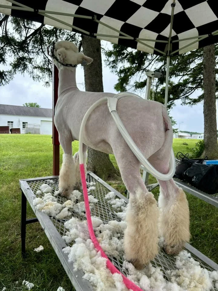 Sheep/Goat Session