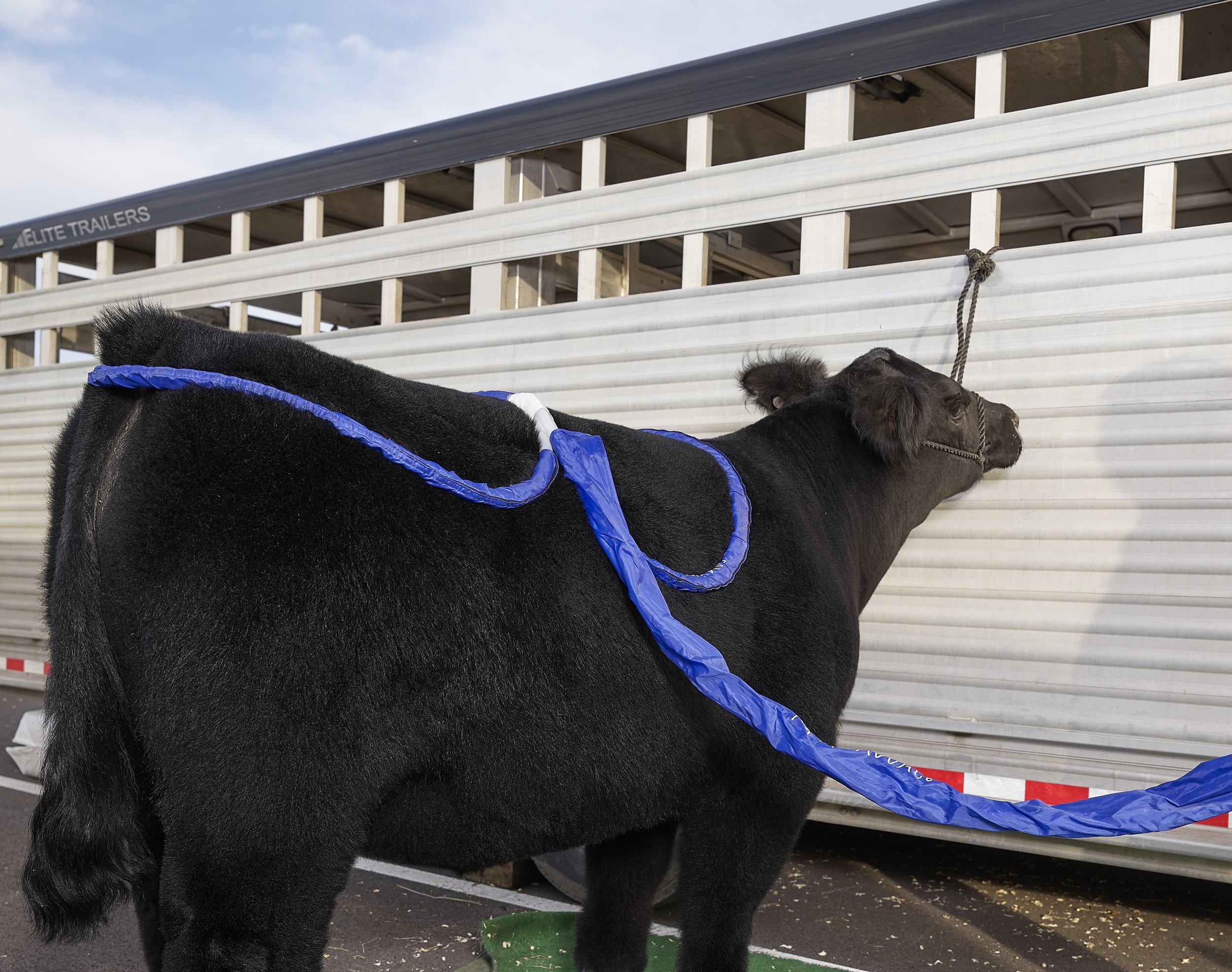 Cattle Session