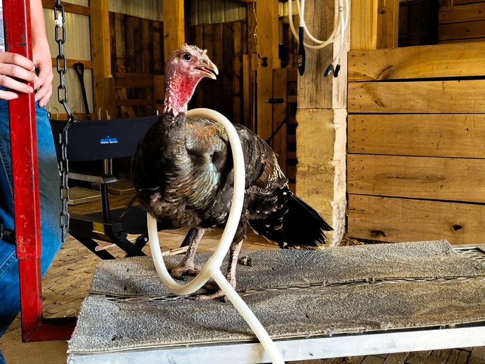 Poultry/Other Small Animal Service