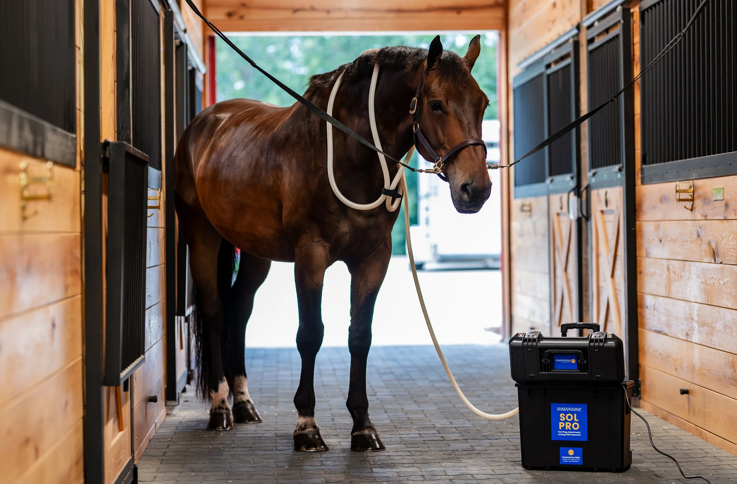 Equine Session