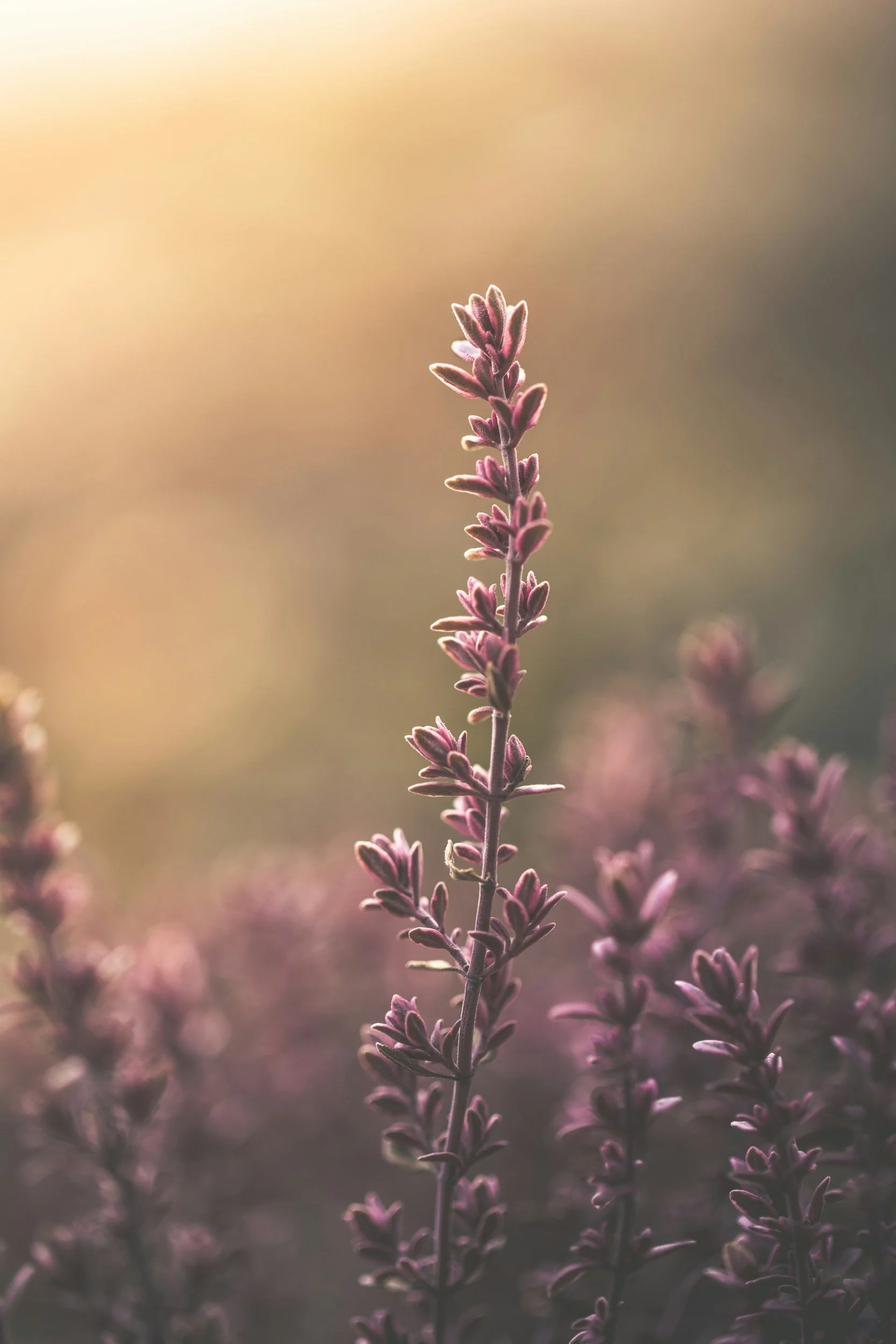 Close-up of purple lavender flowers with soft, warm background sunlight.