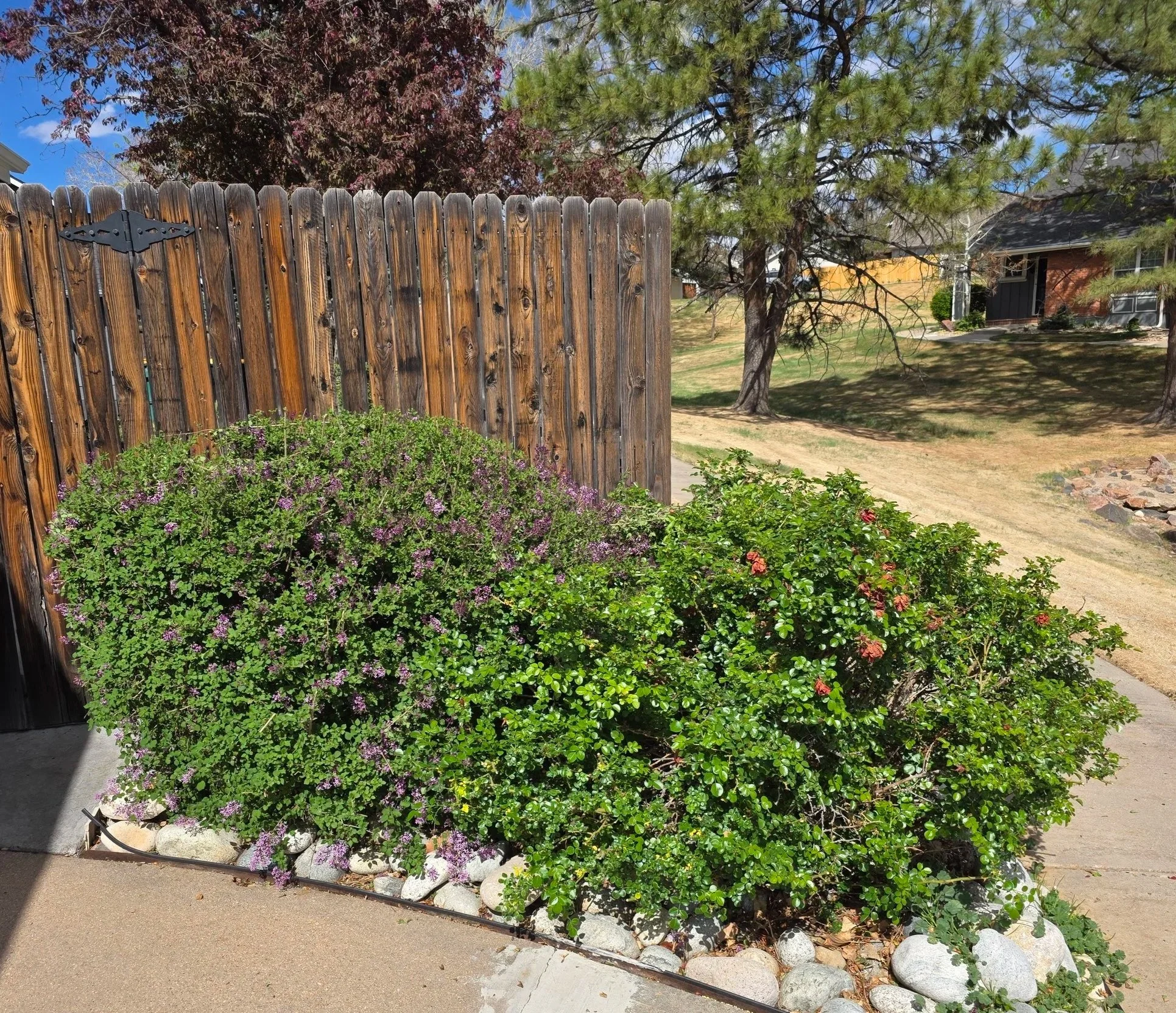 A wooden fence with a decorative hinge, a garden with purple flowers and green plants, a dirt yard, a tree, part of a sidewalk, and a house in the background on a sunny day.