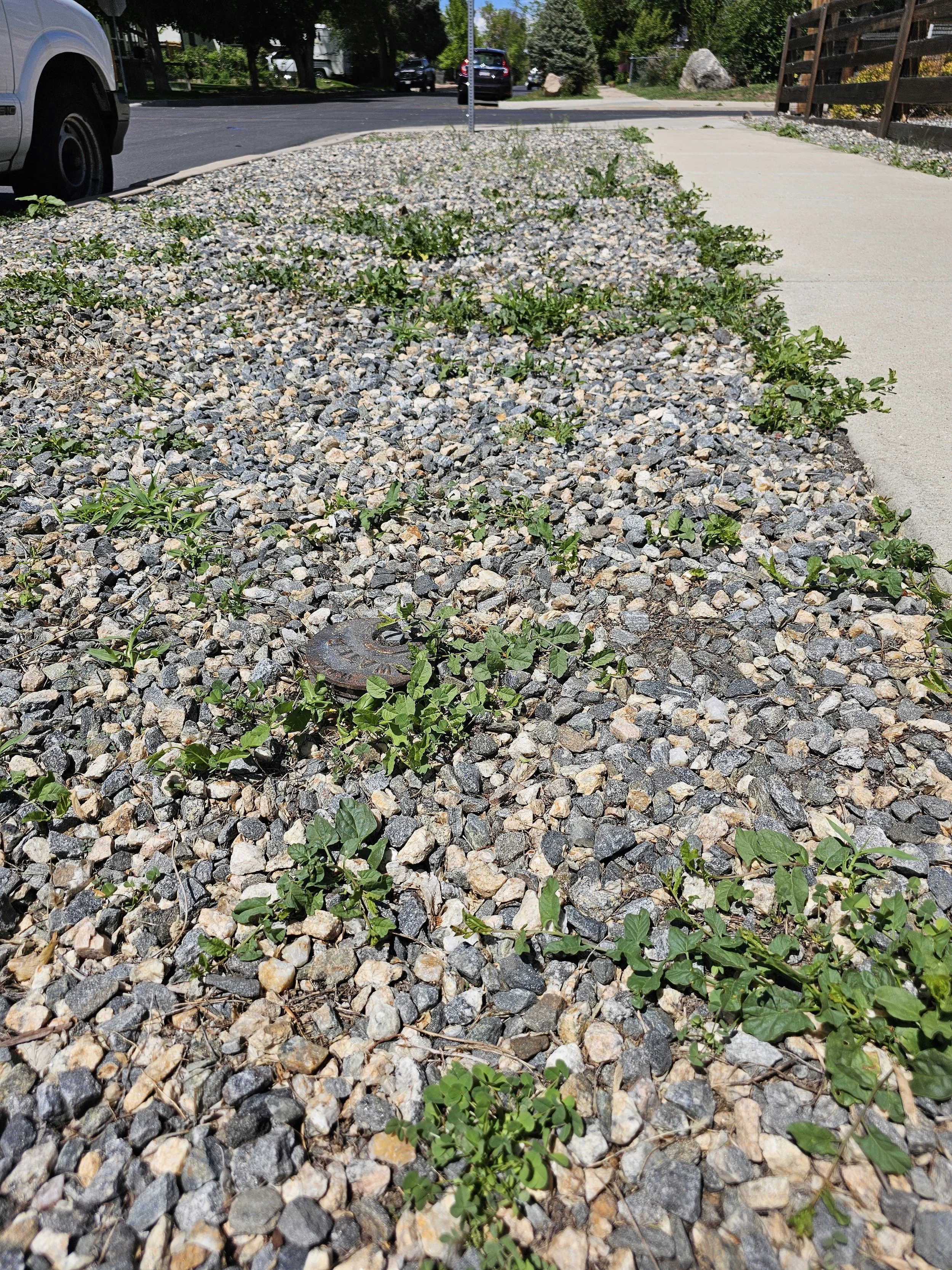 Sidewalk with rocks and small green plants growing through the cracks, parked vehicles in the background, and a street with trees.