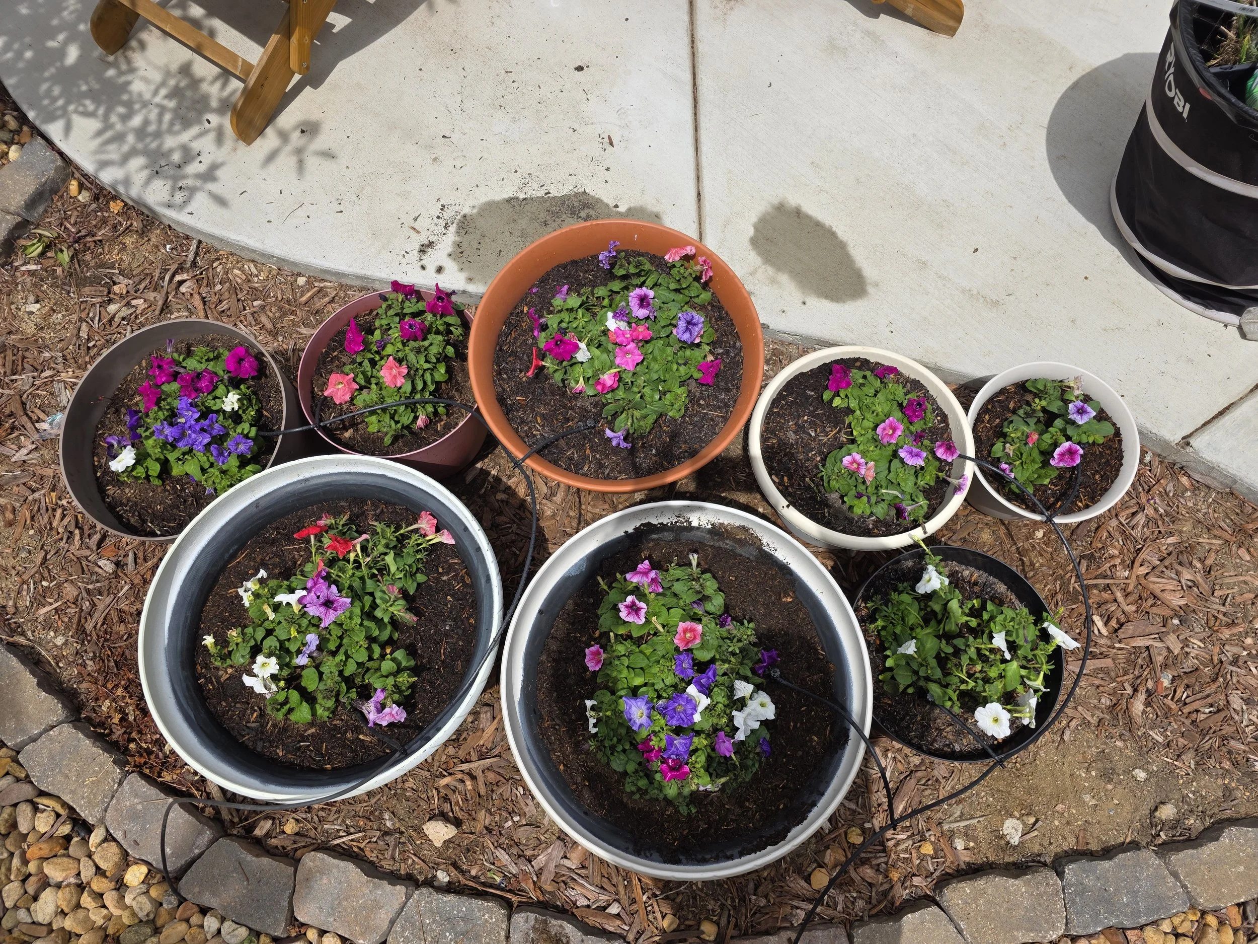 Multiple colorful petunias in different pots placed on a concrete patio area.