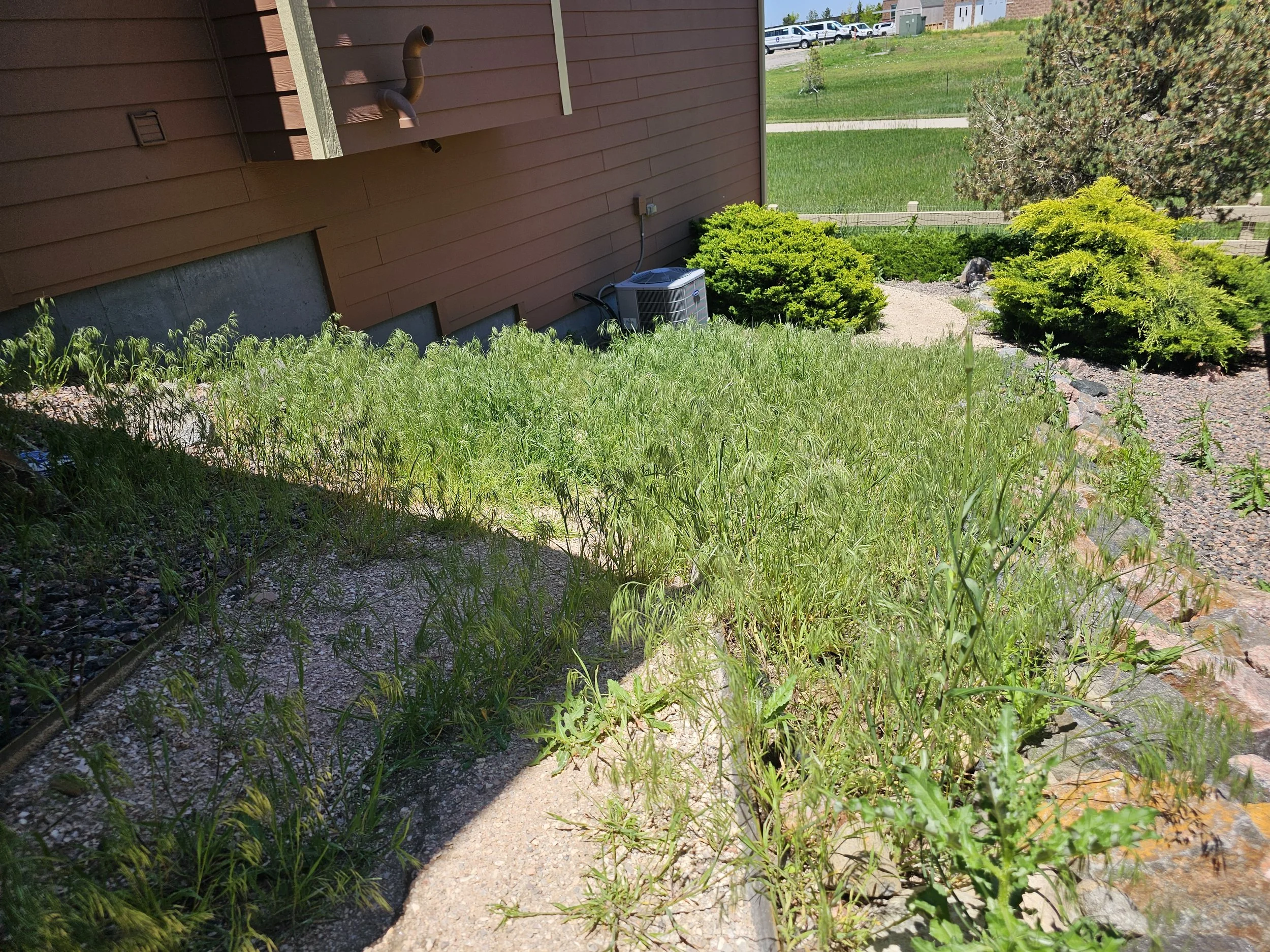 A small, overgrown garden beside a house with an air conditioning unit, bushes, trees, and a gravel pathway on a sunny day.