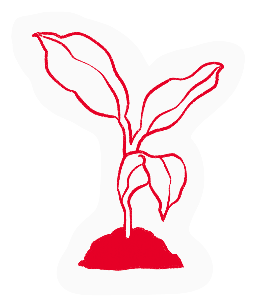 Line drawing of a young plant with leaves and a stem emerging from red soil, outlined in red and set against a white background.