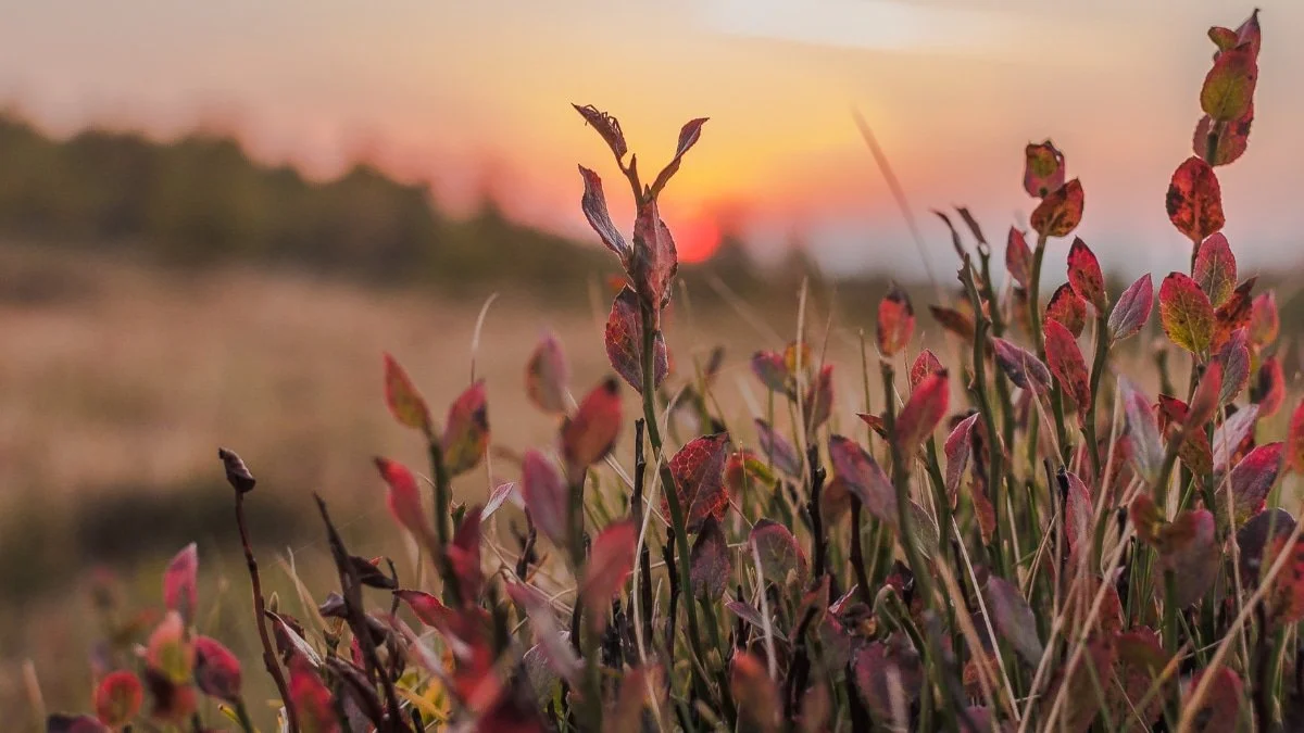 Red leaves over a sunset for a blogpost about Fall Traditions Around the World