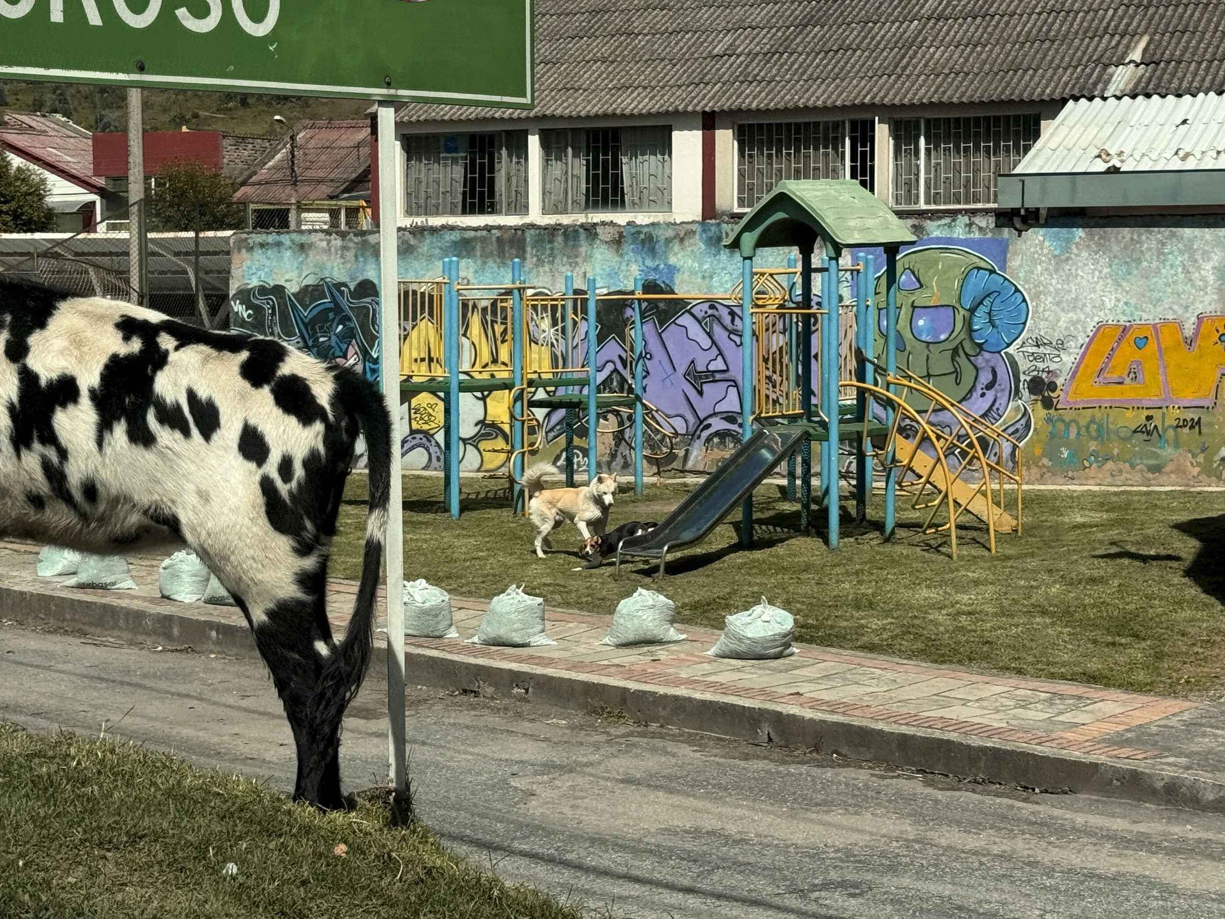 SAC_Cow_06.jpg