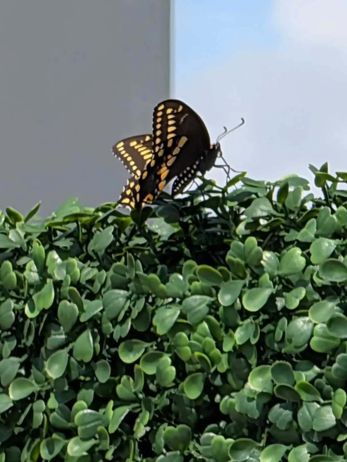 I made a friend today! 🦋
