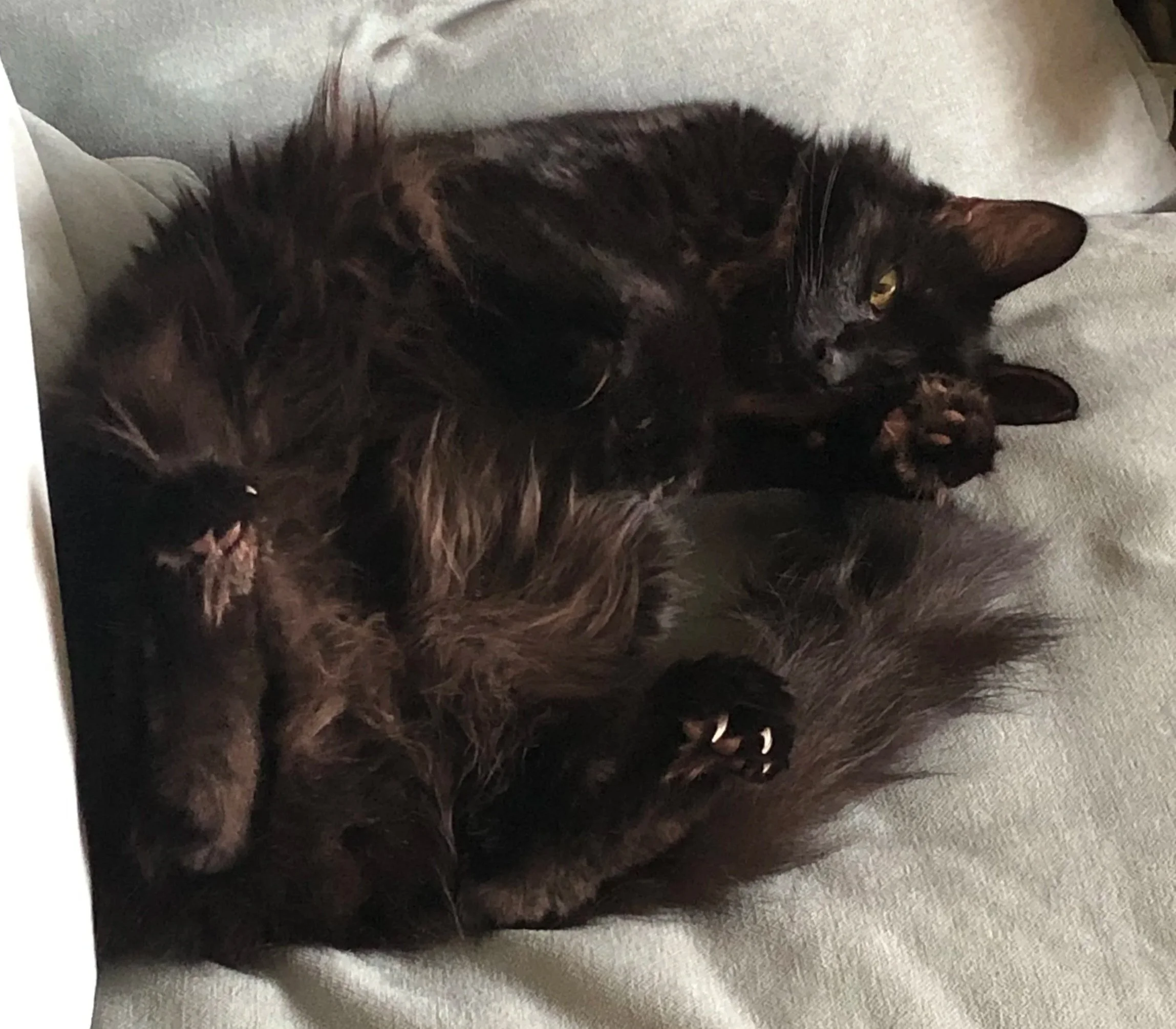 Umbra, a black cat with long hair