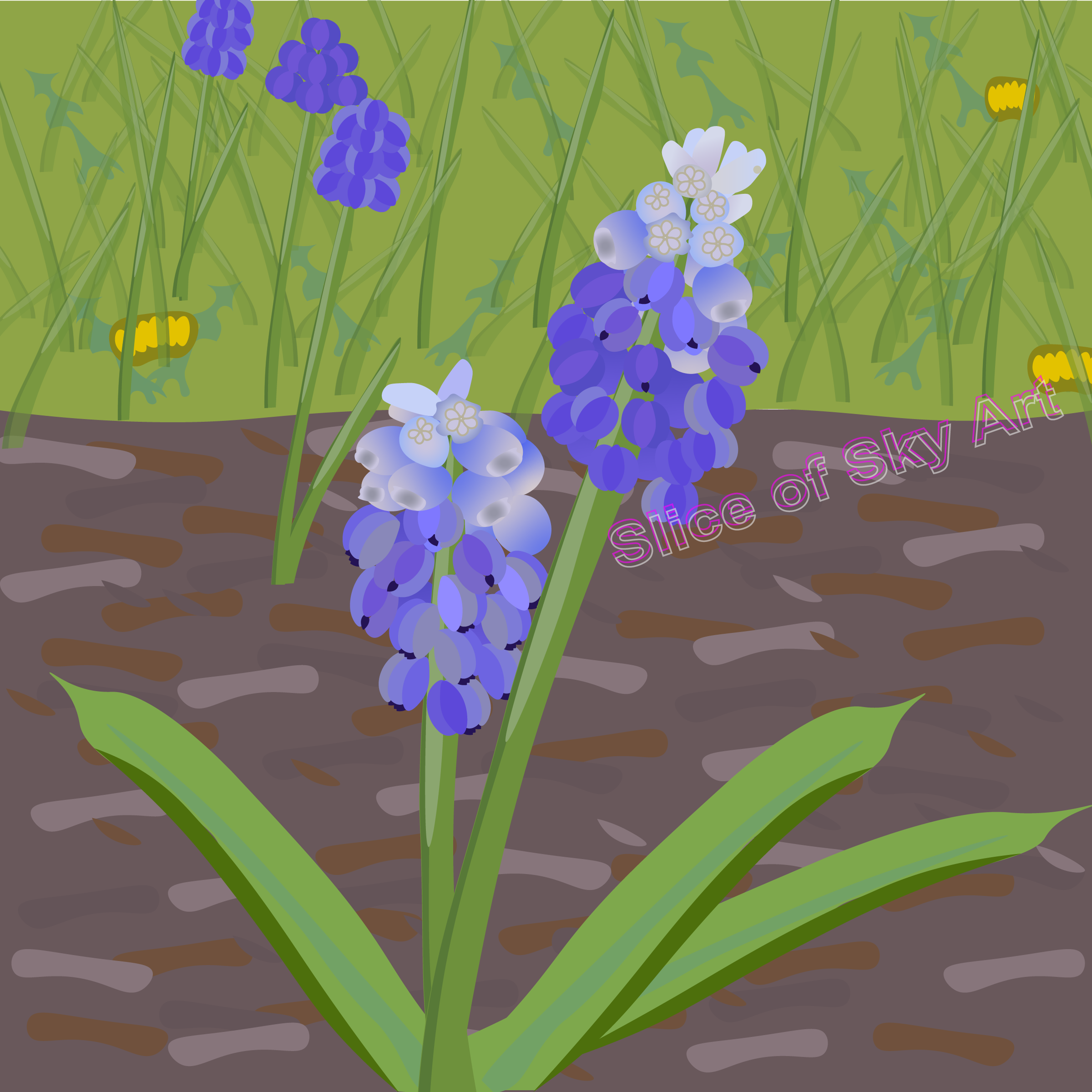 grapehyacinth1.png