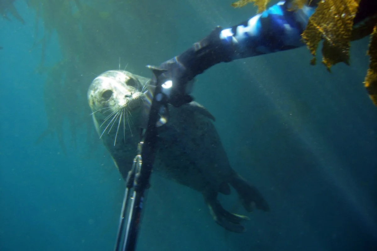 NorCal Underwater Hunters: Intro to Freediving & Spearfishing
