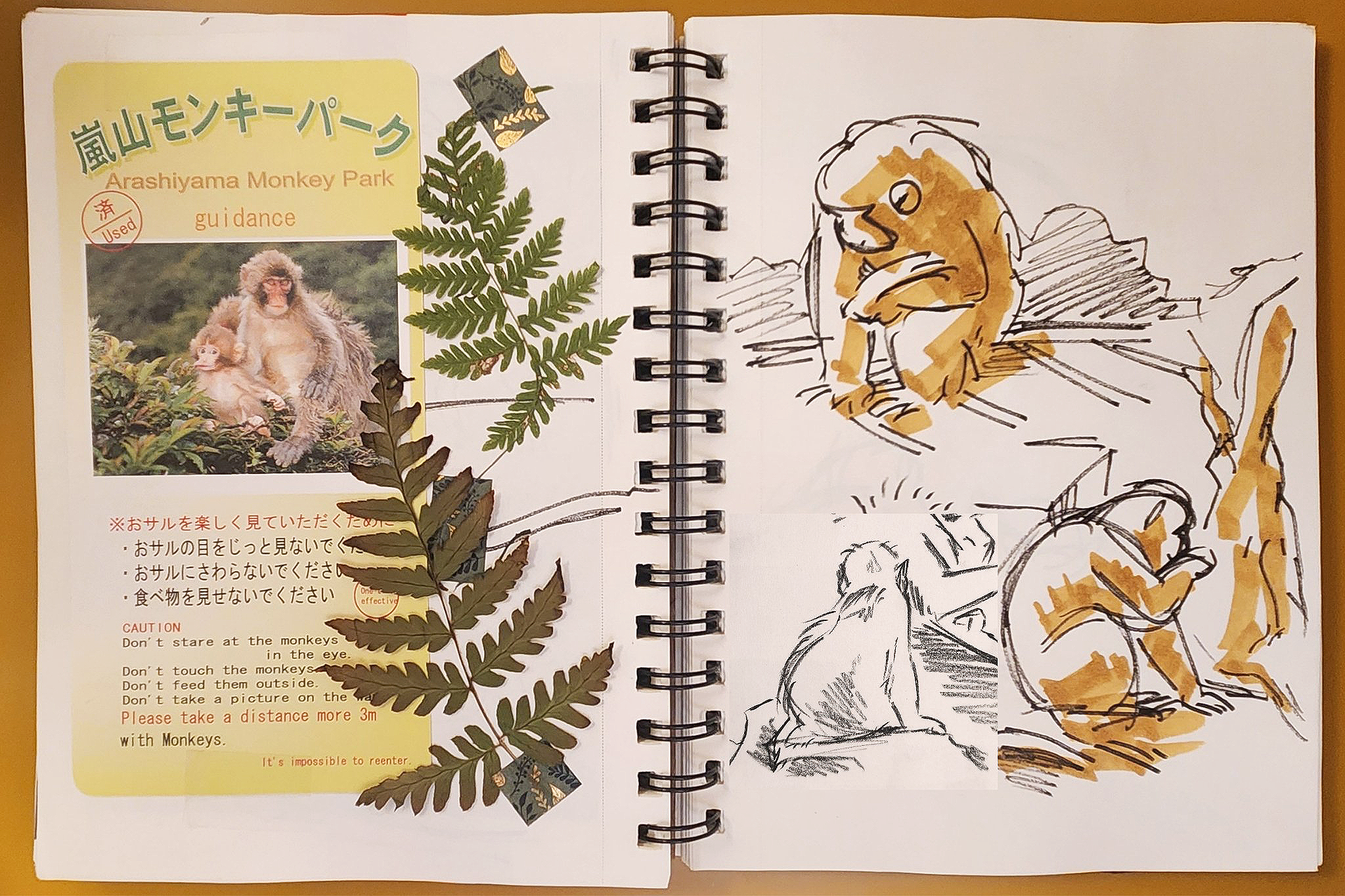 japan monkeys spread.png