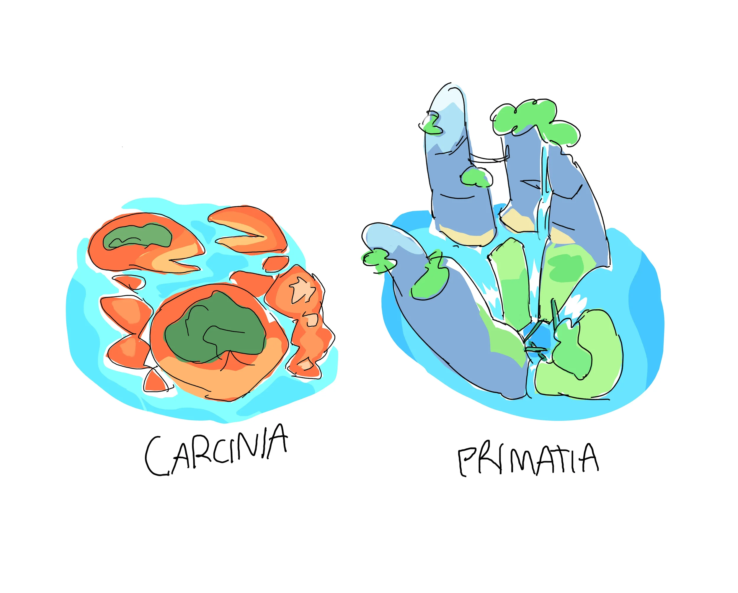 MONKEY & CRAB ISLAND