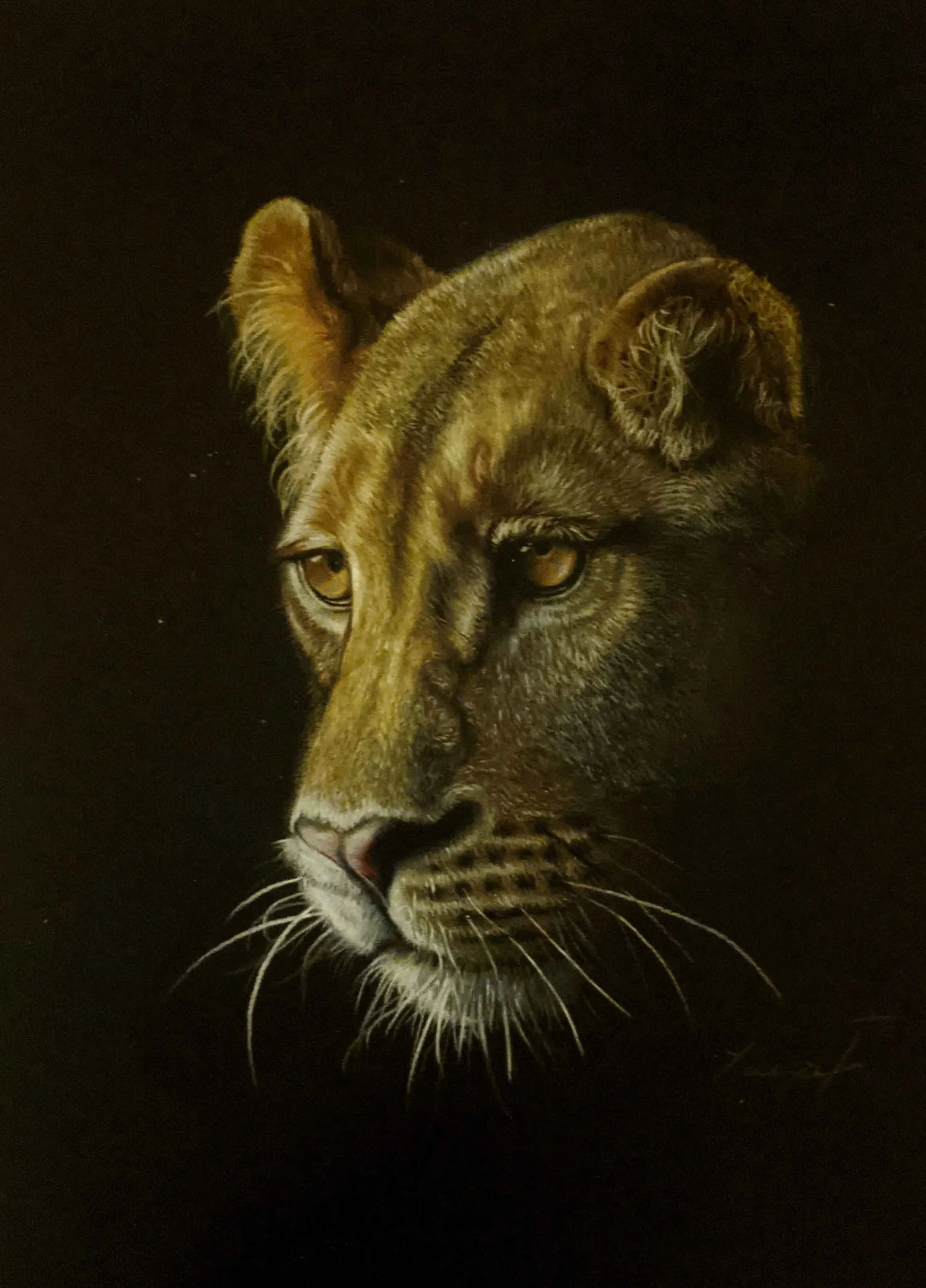 Lioness