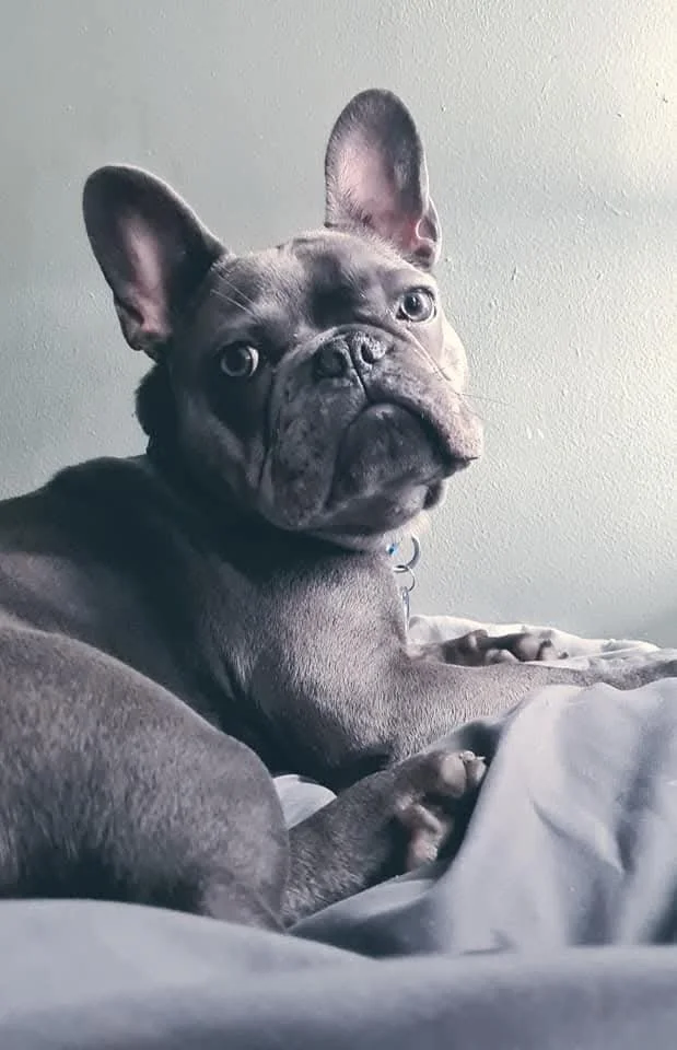 A French Bulldog lying on a bed with a light gray wall in the background.