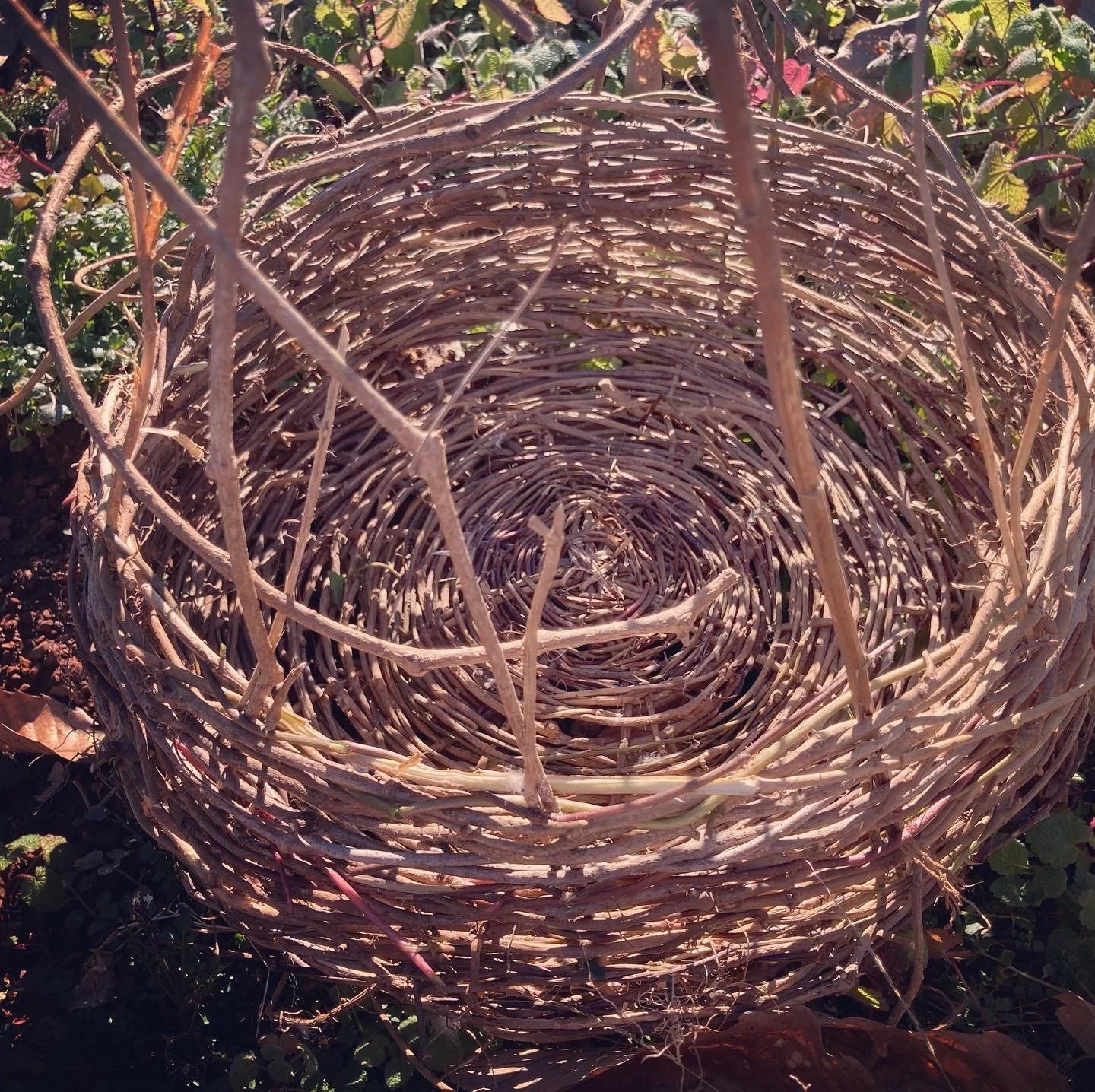 An empty bird's nest made of woven twigs and branches resting on the ground amid plants.