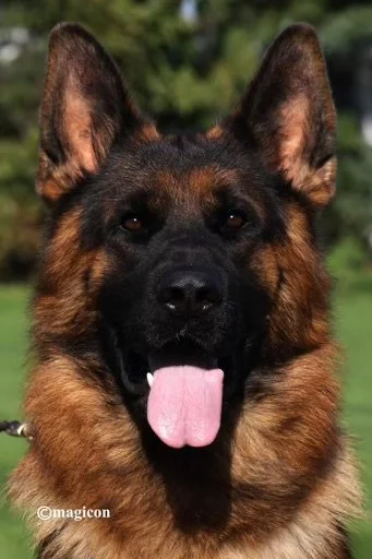 VA Robin du Val D'Anzin IGP3 KKL