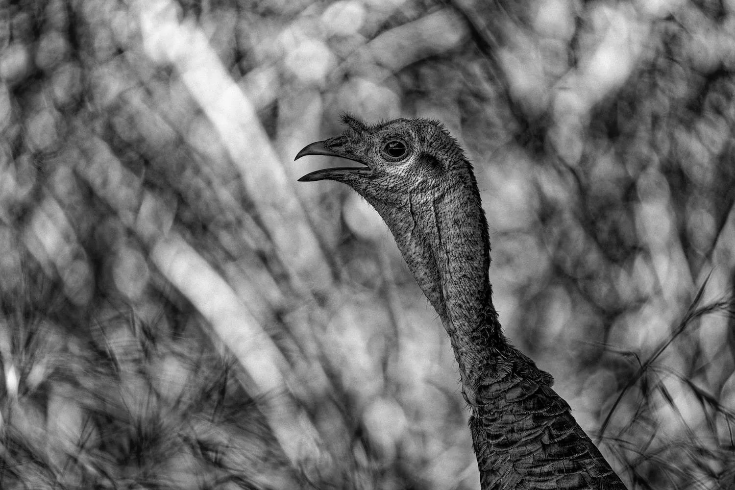 Close-up black and white photo of a bird with a long neck, open beak, and textured feathers, background of blurred branches and foliage.