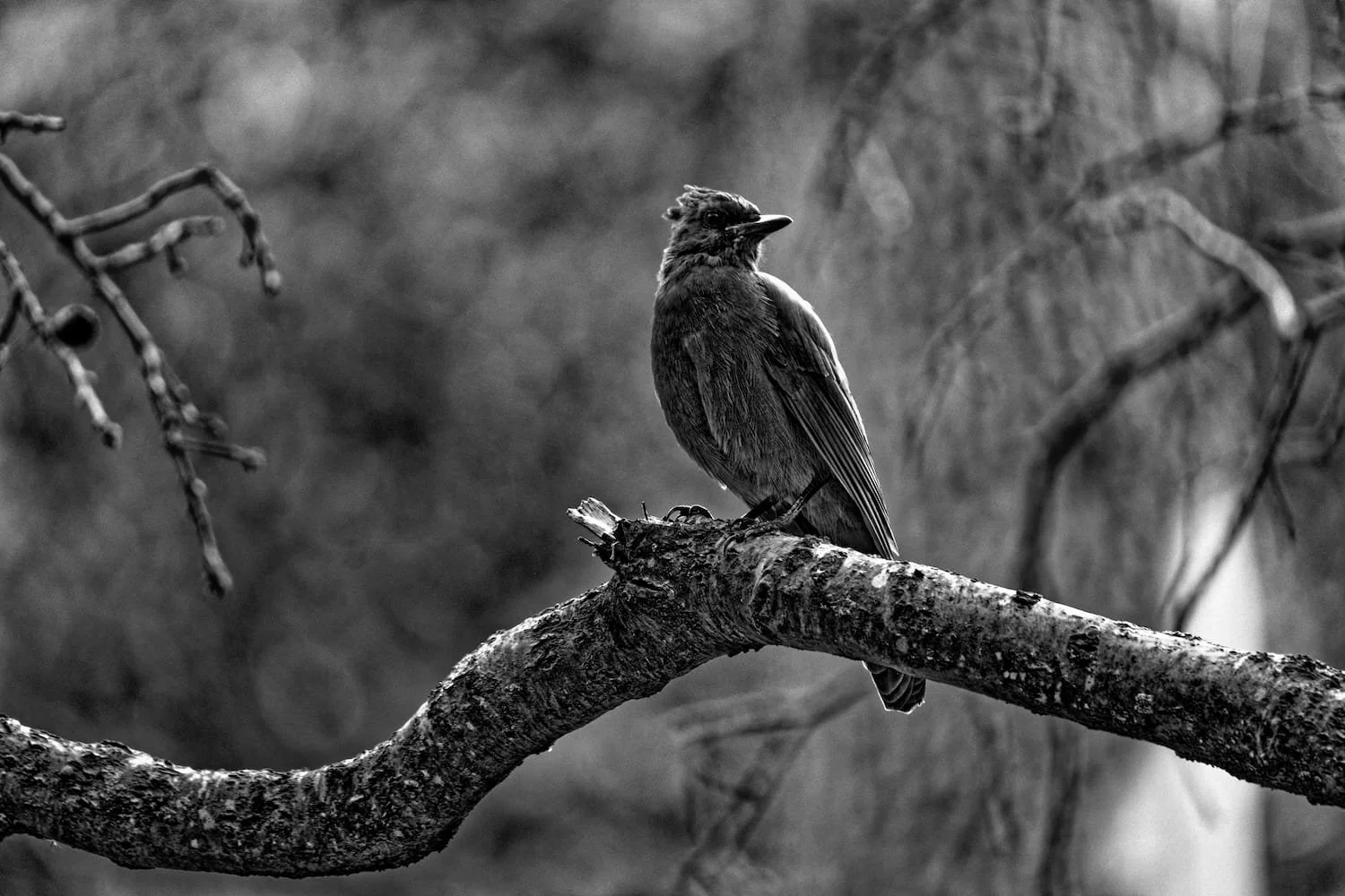 A black and white photo of a bird perched on a curved tree branch in a forested area.