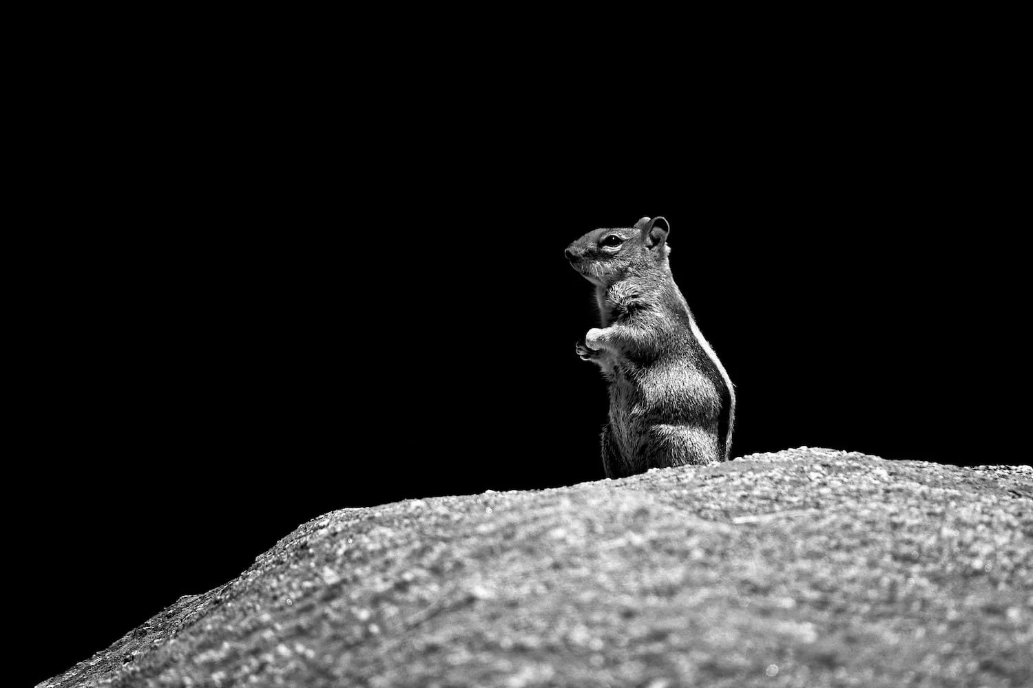 A black and white photograph of a small squirrel standing upright on a rocky surface with a dark, empty background.