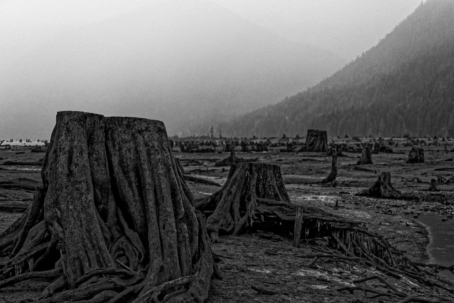 A landscape of a forest with numerous tree stumps and fallen logs in black and white, with distant mountains in the background.