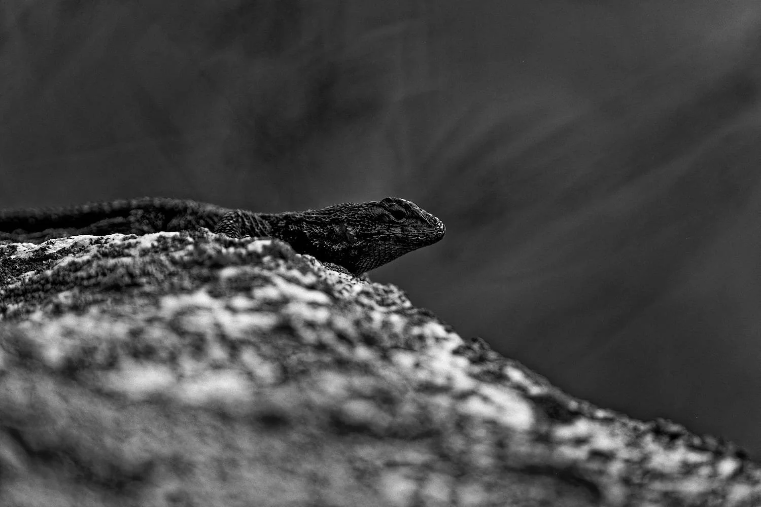 Black and white image of a lizard resting on a rock, with a blurred background.