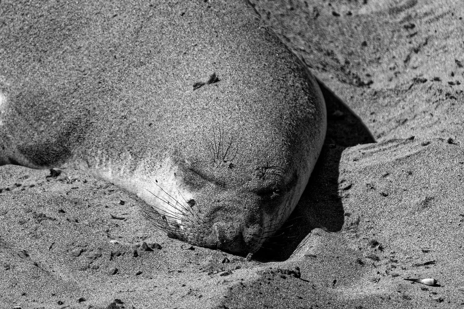 Black and white photo of a sea lion resting on sandy beach with closed eyes and long whiskers.
