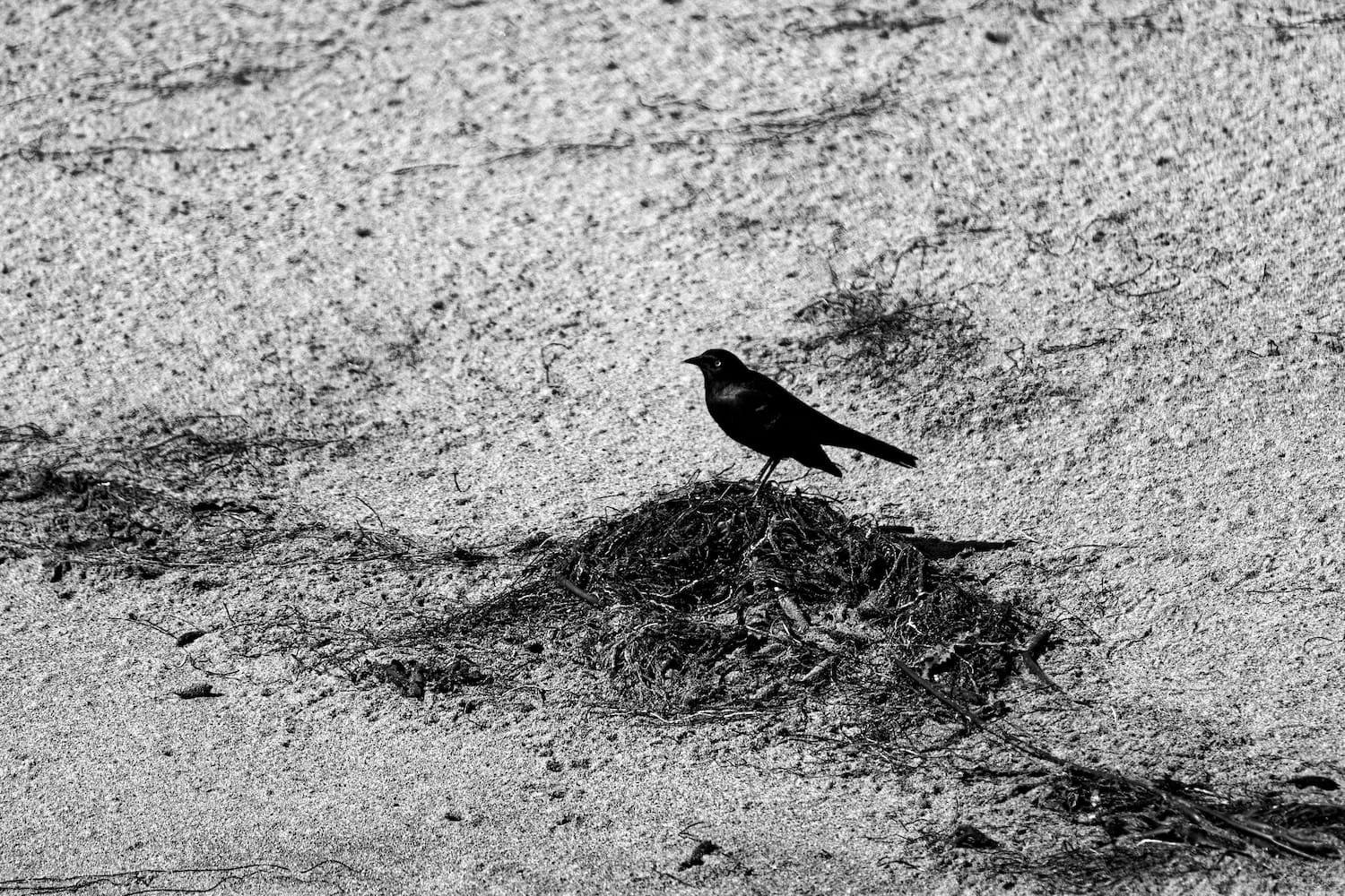 A black bird standing on a clump of seaweed on sandy beach
