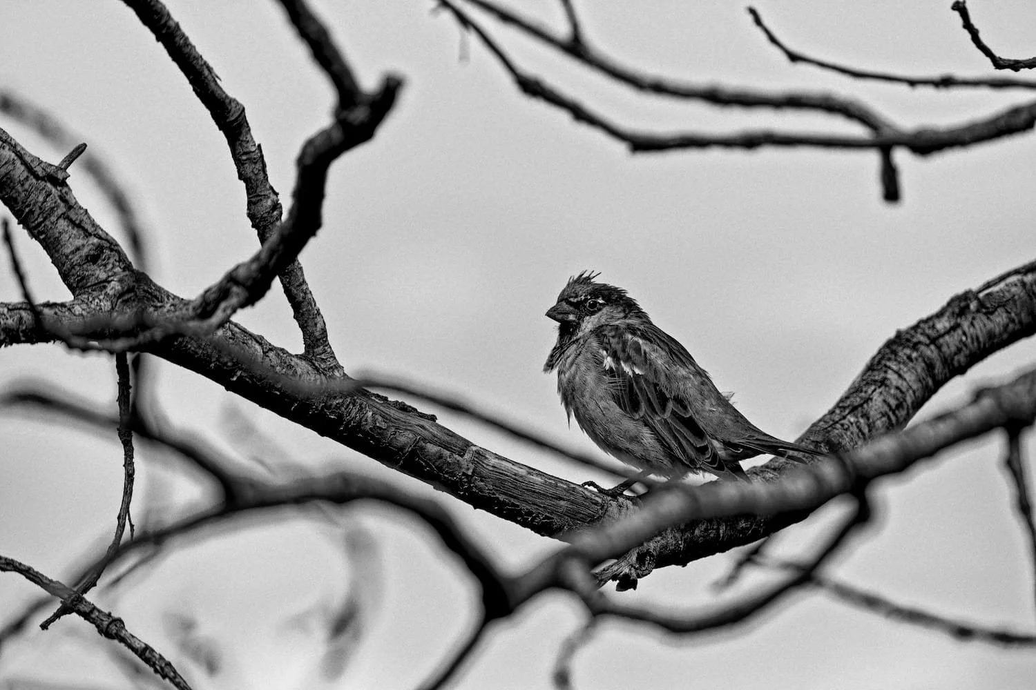 A black and white photo of a small bird perched on a branch, surrounded by bare tree branches.