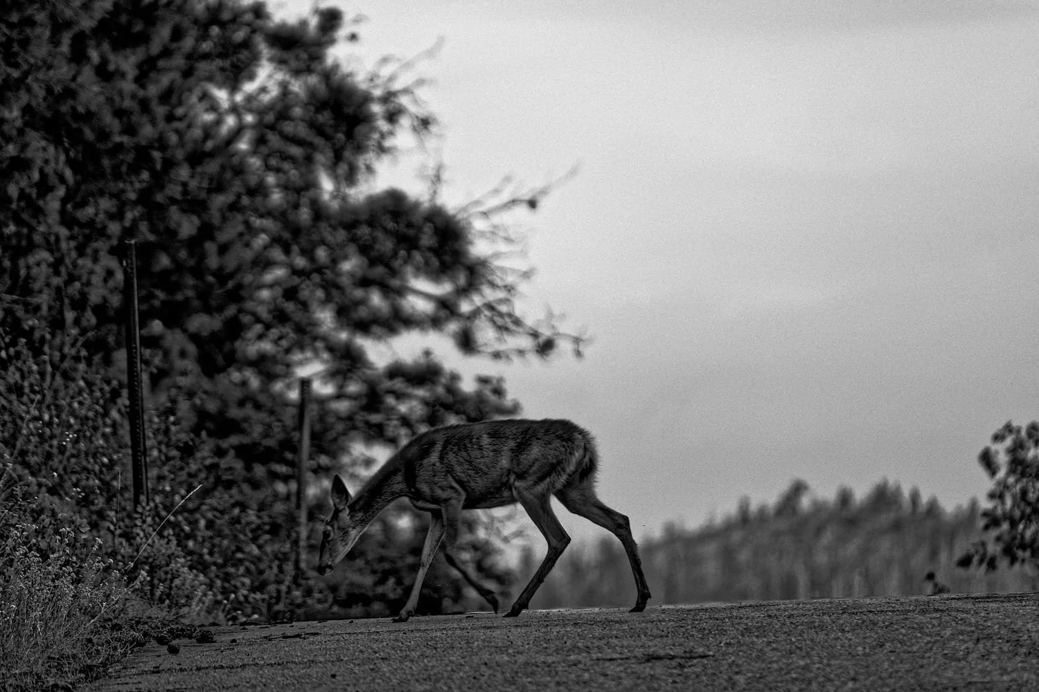 A deer walking on a dirt path next to a bush and trees, in black and white.