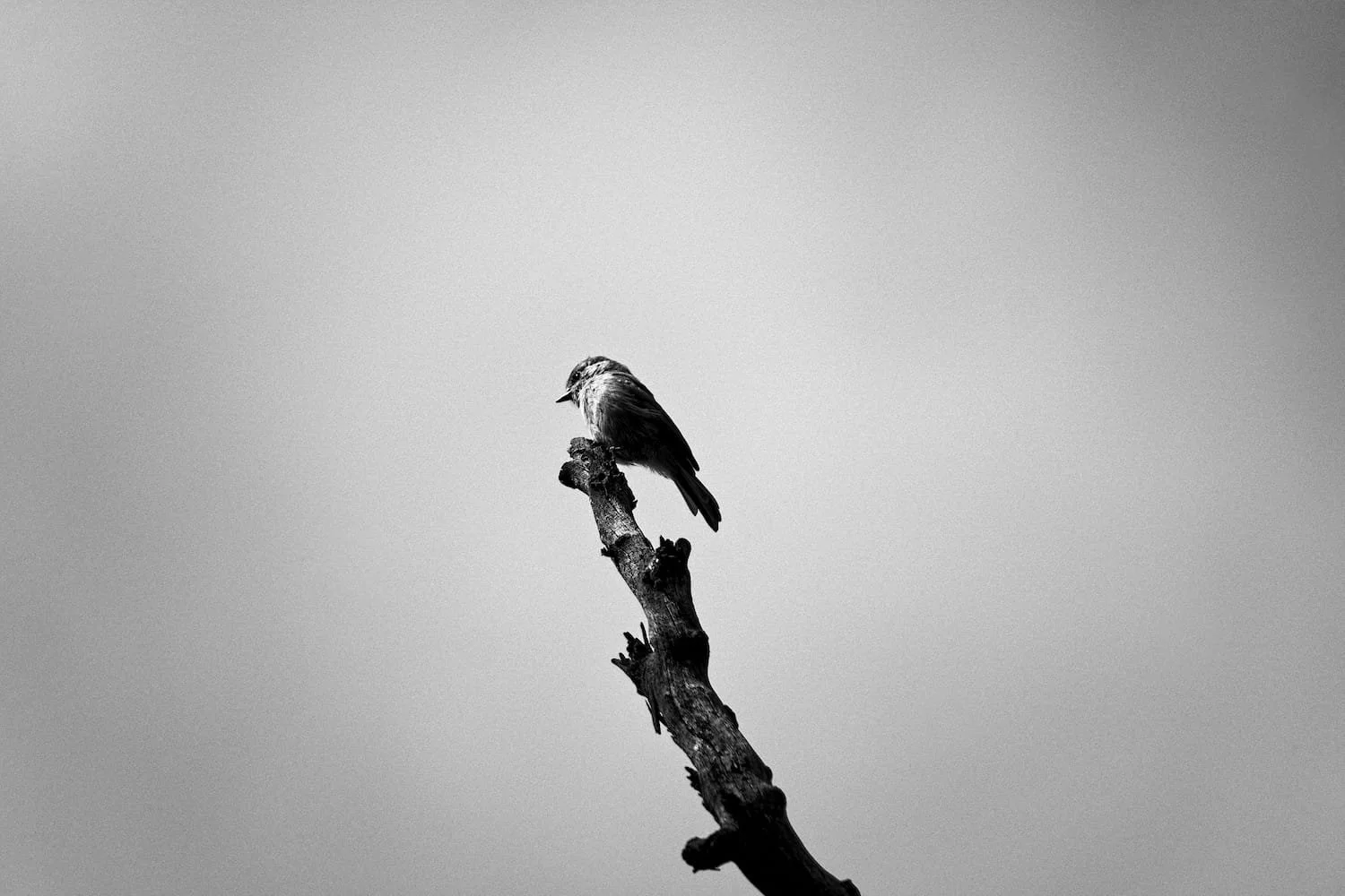 Black and white photo of a bird perched on a bare, weathered branch against a plain sky.